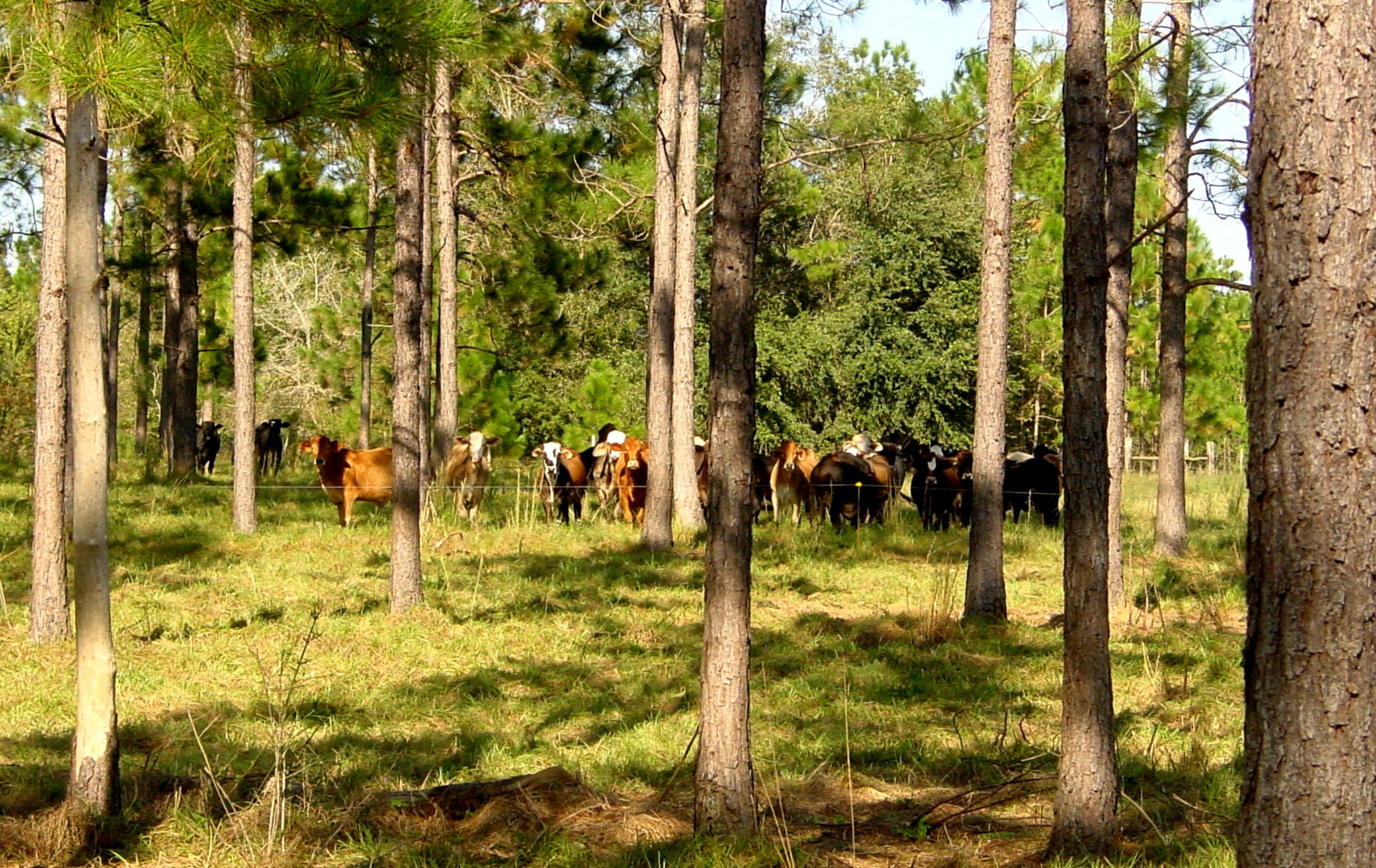 Lush grasses grow between tall trees in a forest.
