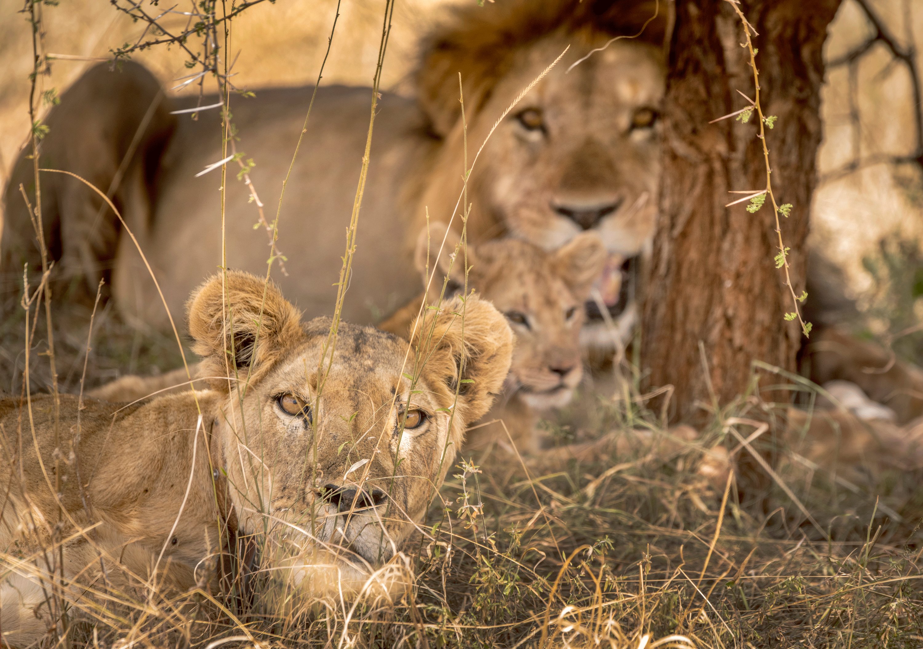three lions