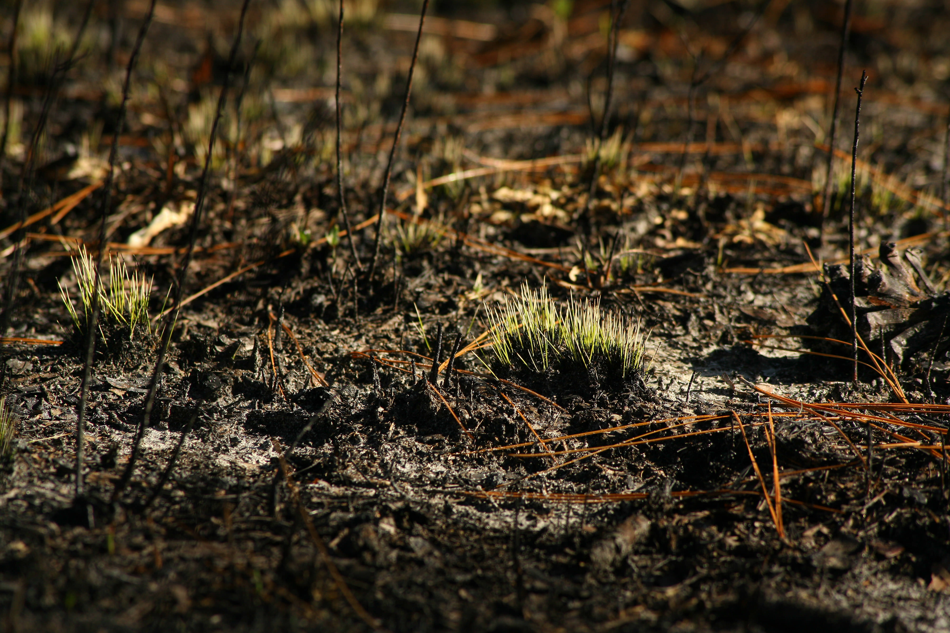 Bright green growth emerges in a longleaf pine forest after a controlled burn.