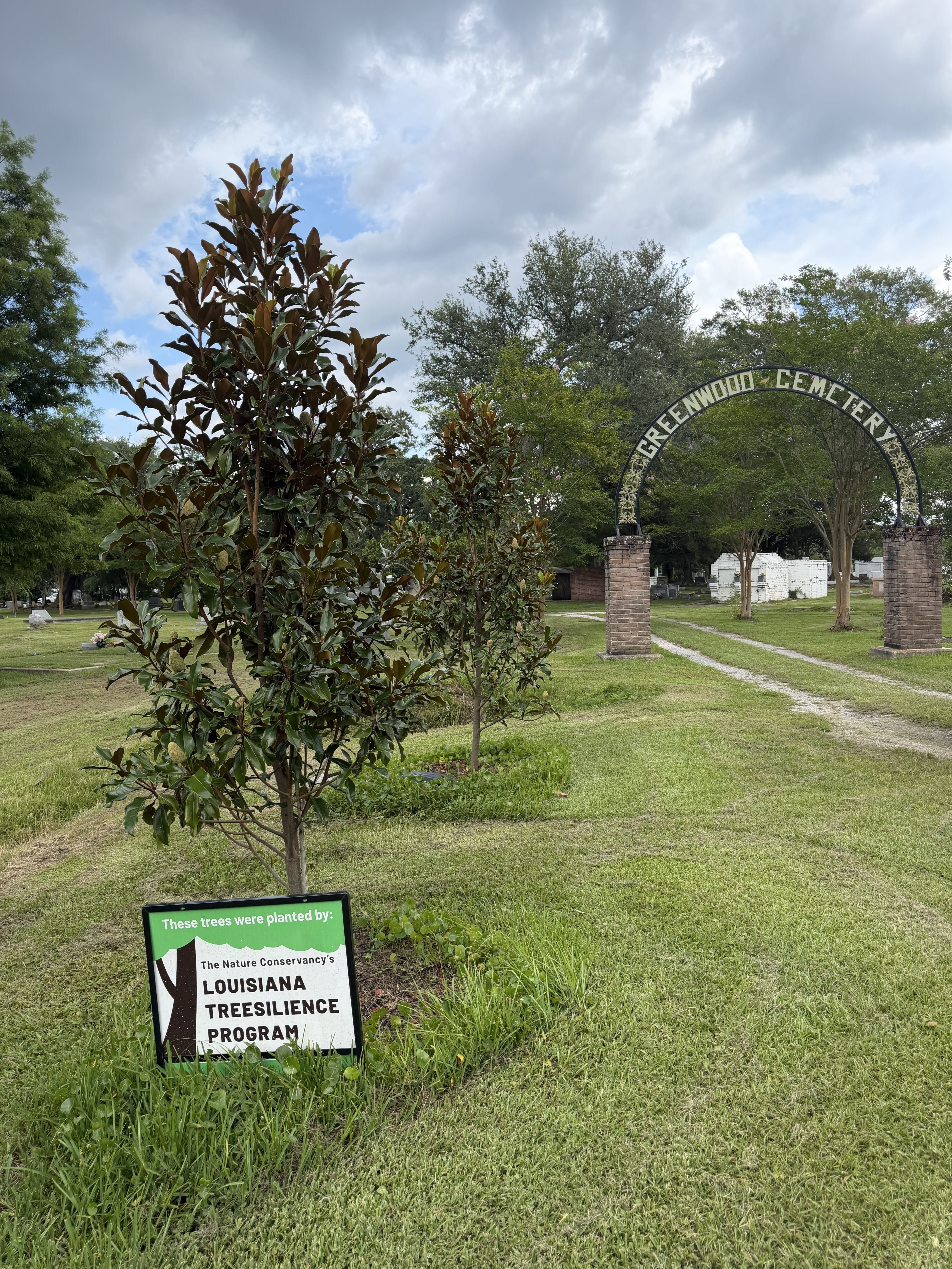 A sign with a tree on it is placed in front of a tree.