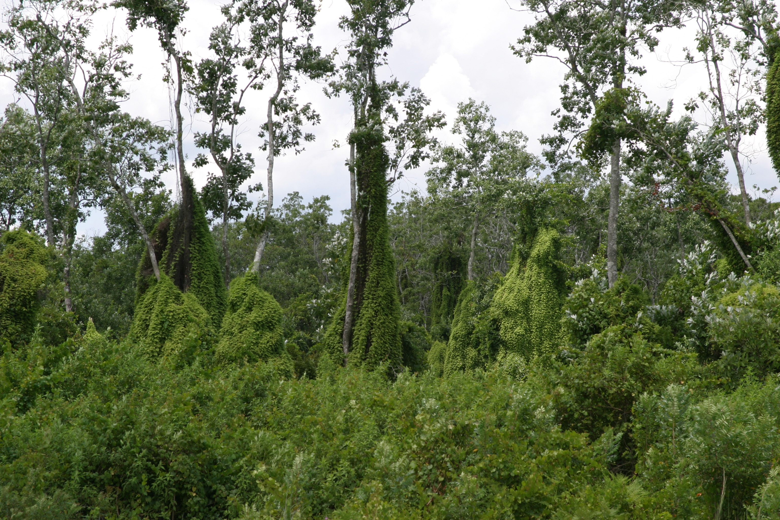 A forest with trees covered thickly with lygodium ferns