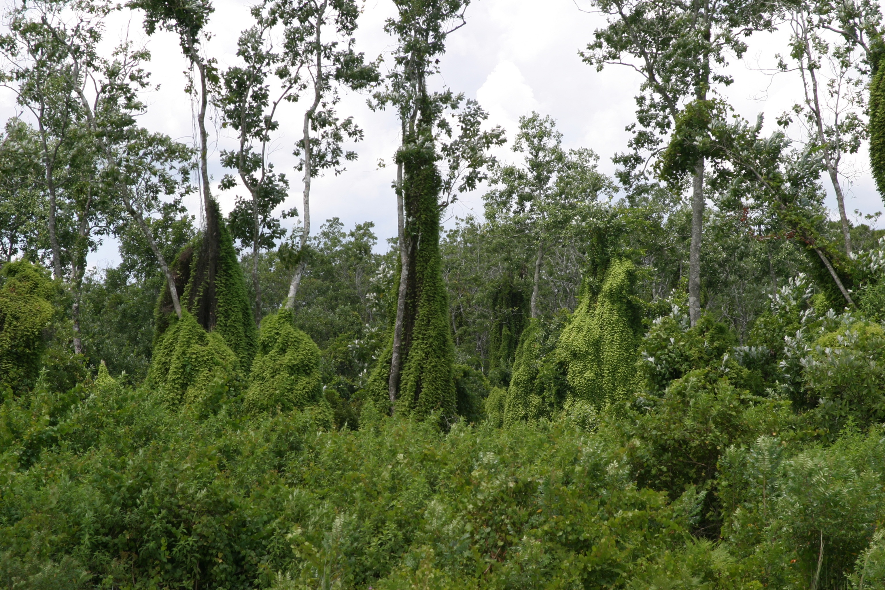 A forest with trees covered thickly with lygodium ferns