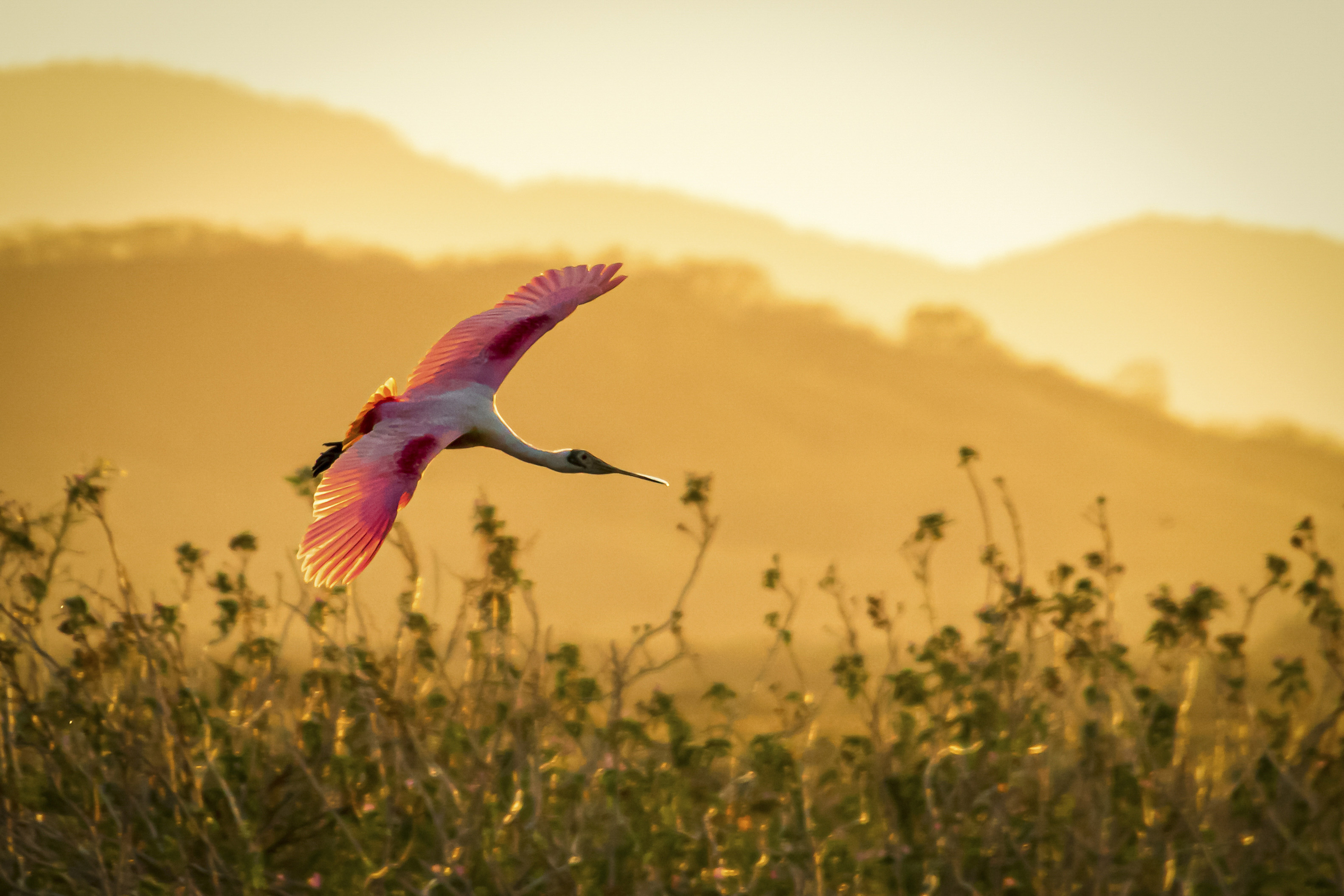 Ave de tonos rosados y tamaño mediano sobrevolando un campo al atardecer en Costa Rica. 