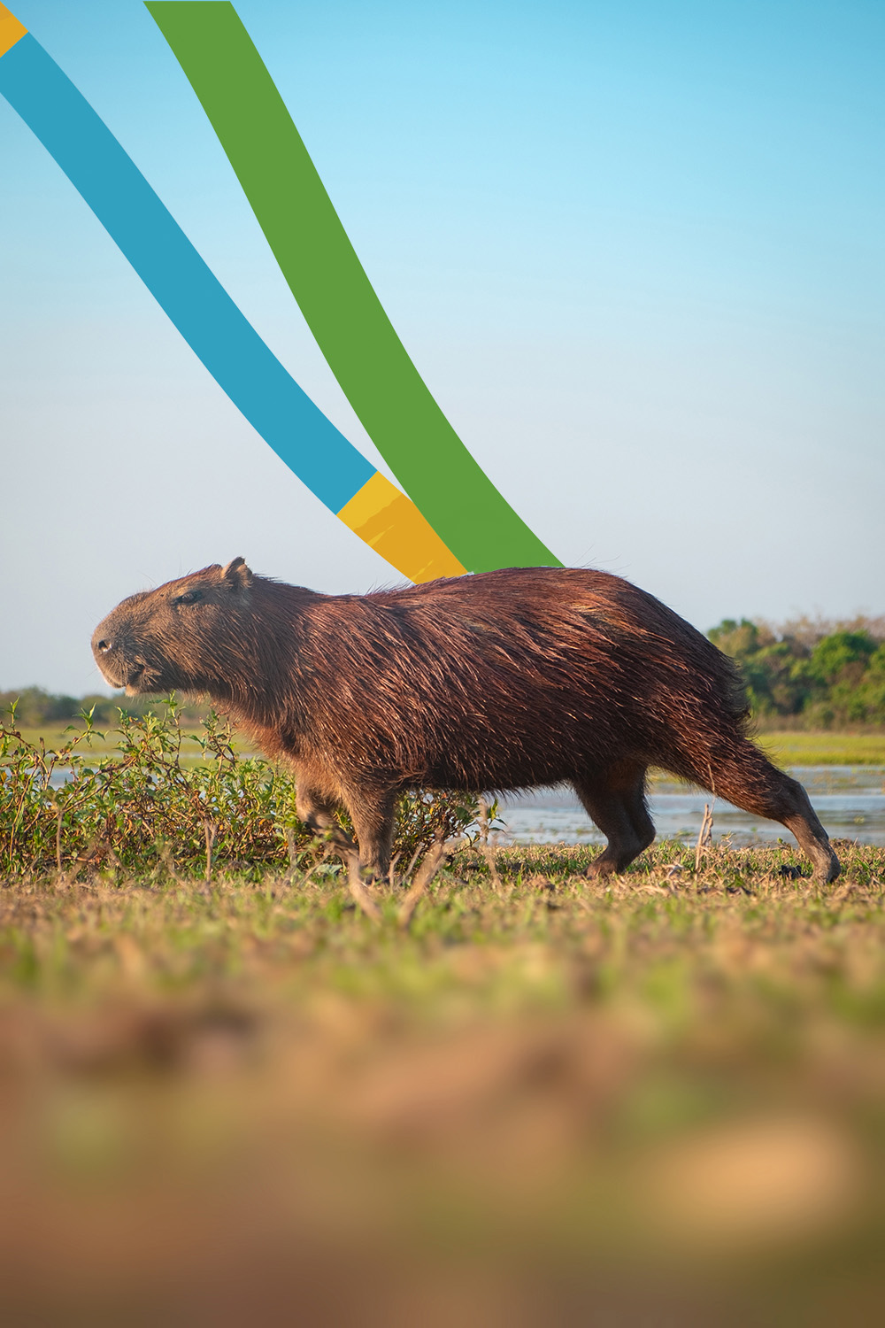 Capybara from Colombia. 