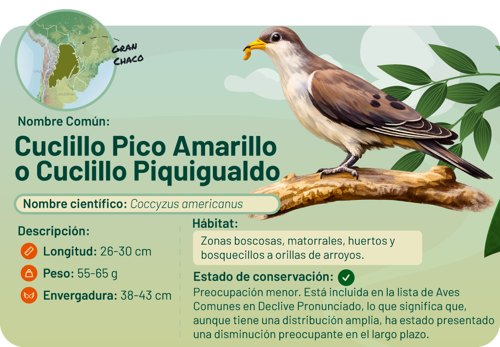Ilustración de un cuco piquigualdo posado en una rama con vegetación. Incluye un mapa y detalles sobre el ave.