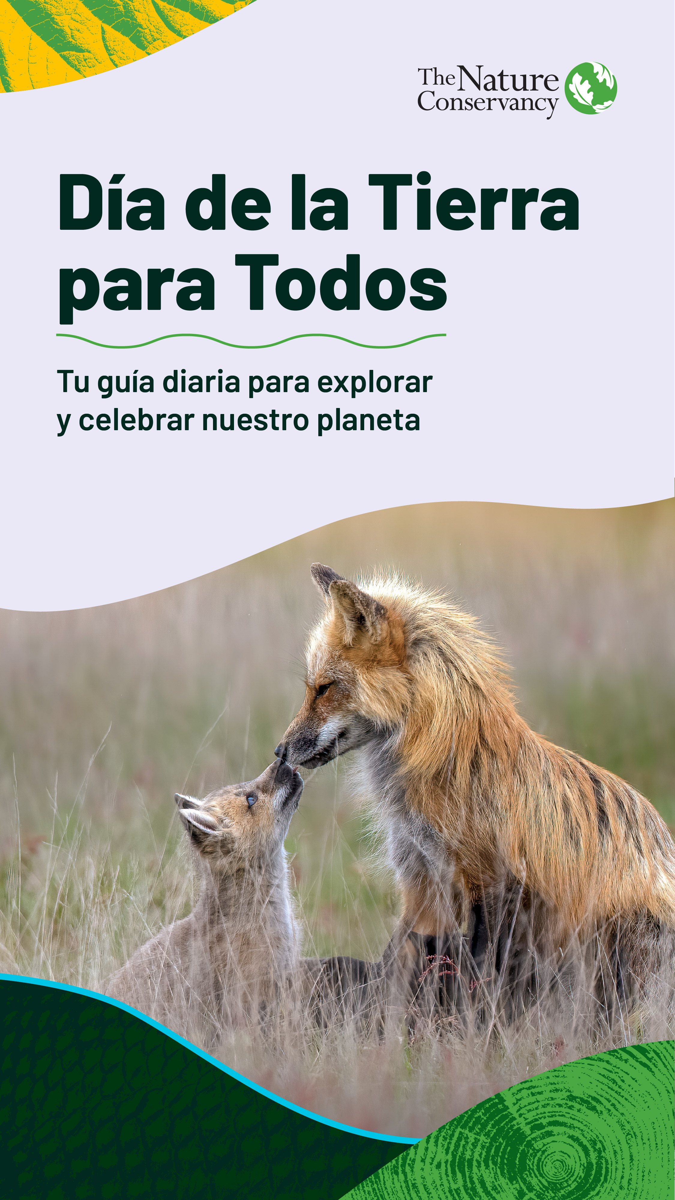 Dos zorros se acurrucan suavemente entre la hierba alta, evocando una sensación de calidez y conexión.