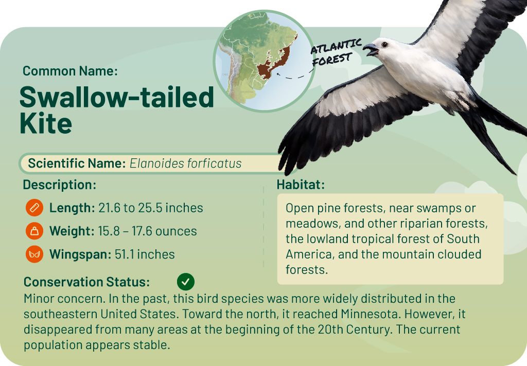 Illustration of a swallow-tailed kite, with detailed information about the species.