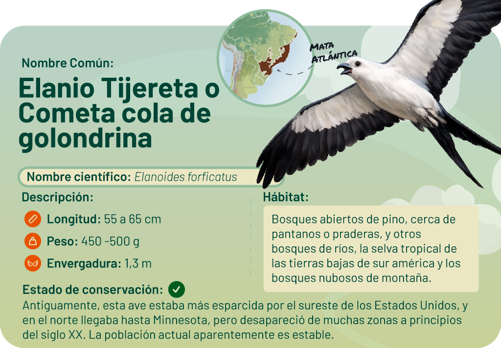  Ilustración de un milano tijereta, con información detallada sobre la especie.