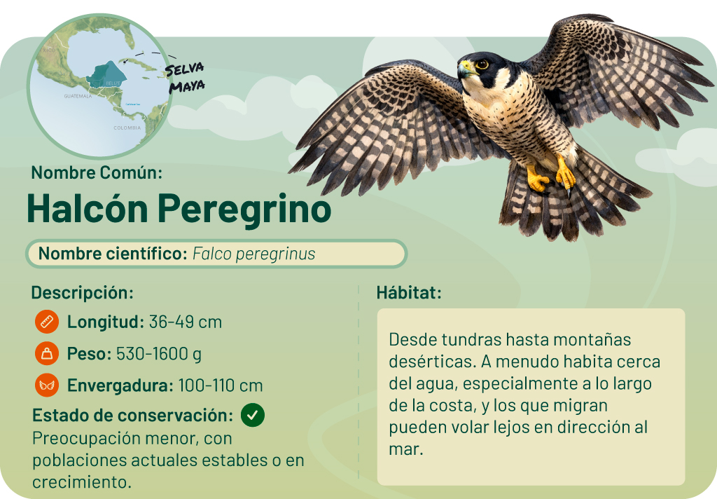 Una infografía detallada sobre el halcón peregrino, que muestra al ave en vuelo.