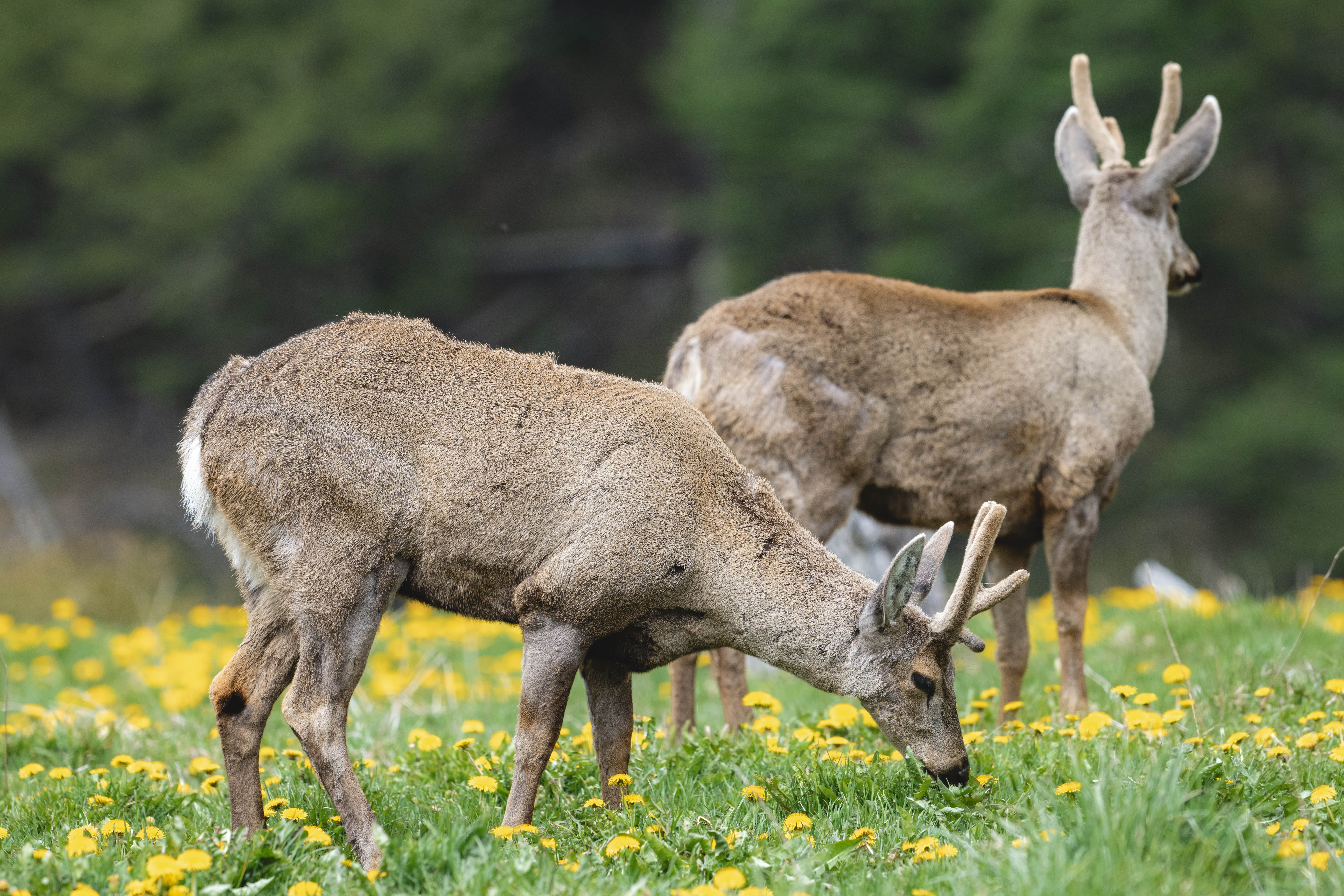Two deer graze in a grassy field with yellow flowers. A dark forest of evergreen trees is visible behind the deer.