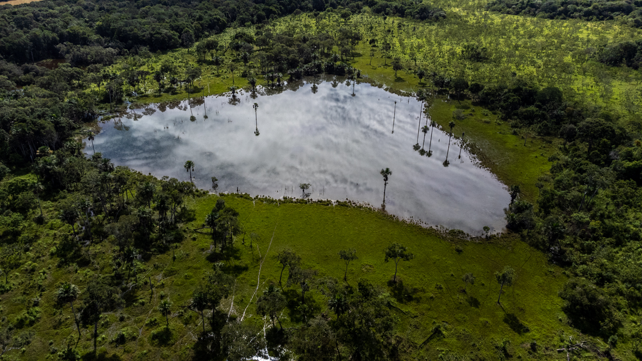 Cigüeñuelas de cuello negro en peligro de extinción vis