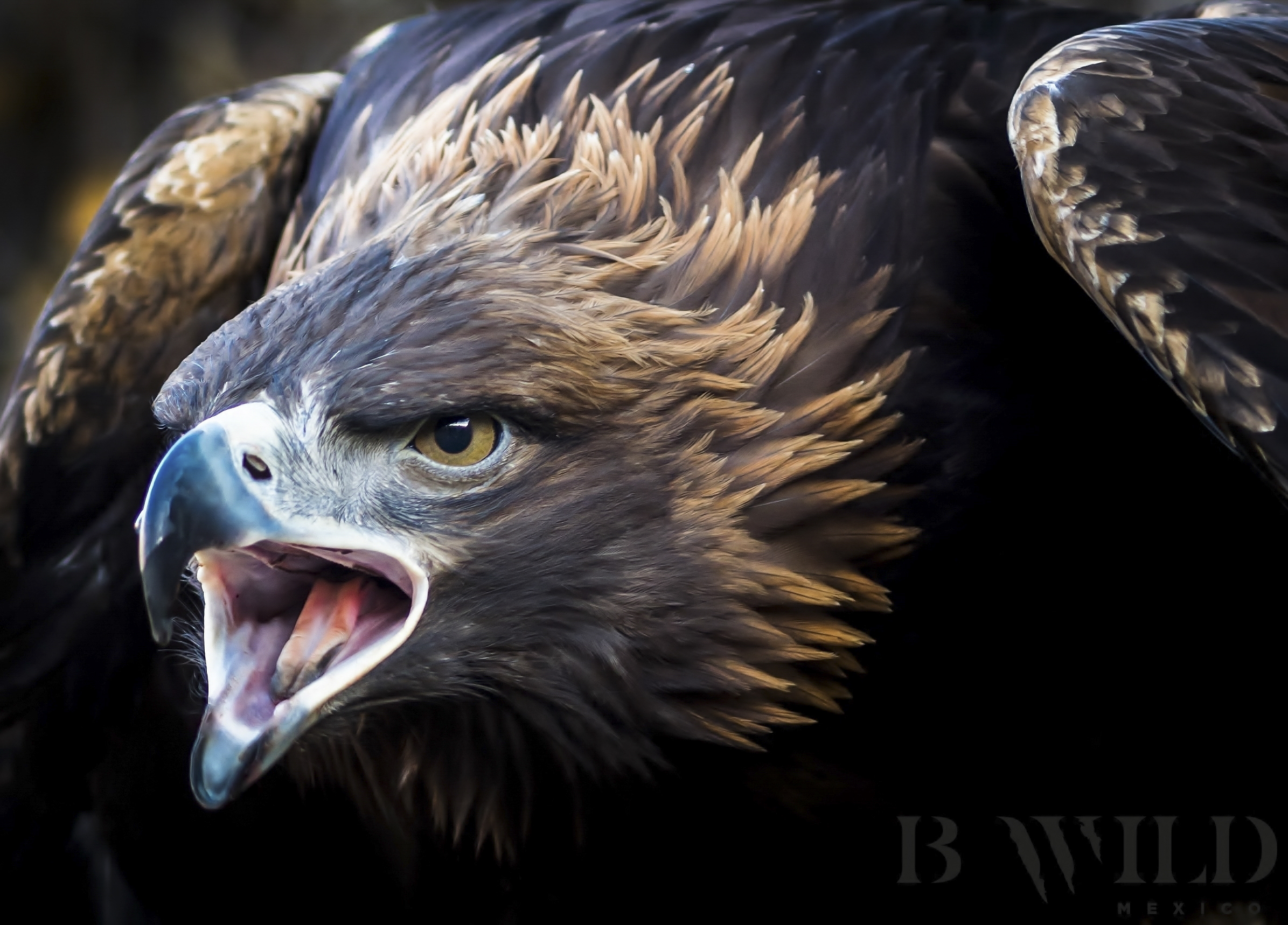 A large eagle with golden tipped feathers.