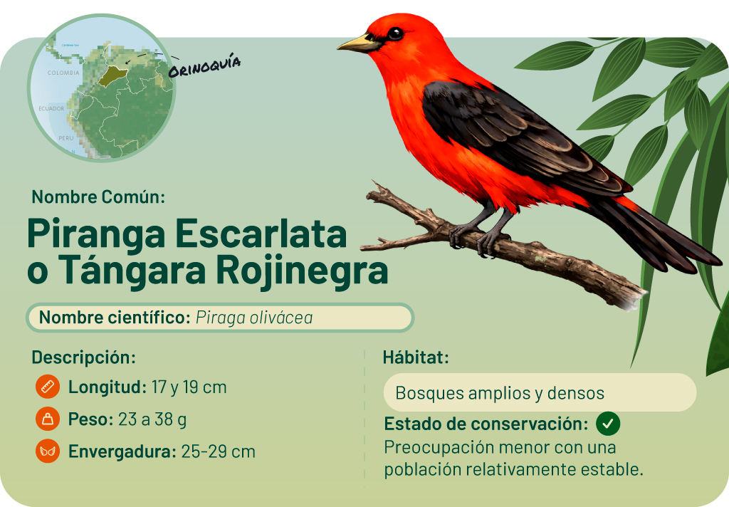 Ilustración de una piraña escarlata de color rojo y negro brillante posada en una rama, con un mapa y detalles.