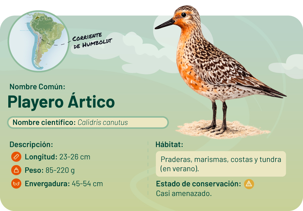 Gráfico informativo sobre el ave playera ártica, 'Playero Ártico' (Calidris canutus). Incluye mapa y detalles del ave. 