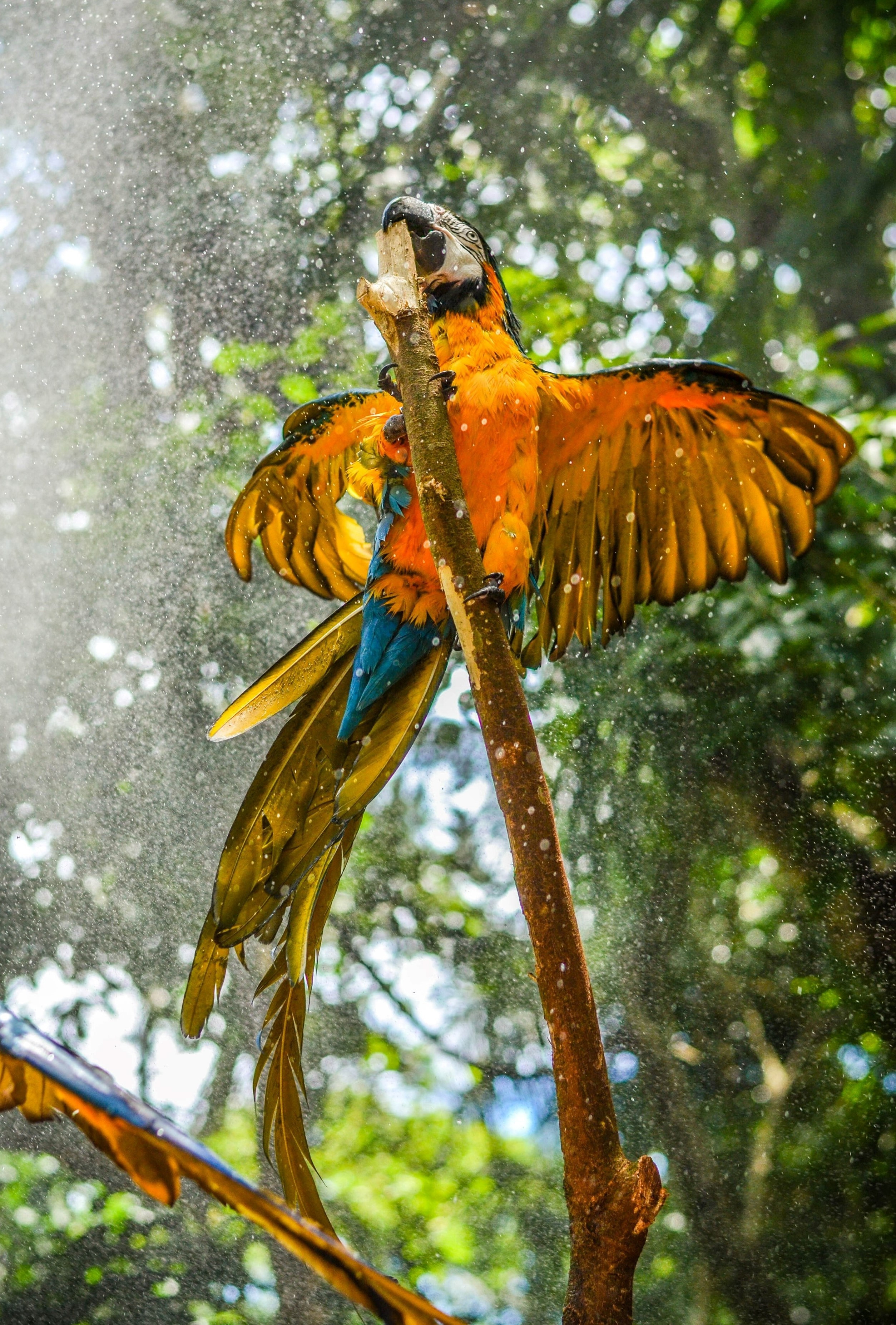 Un guacamayo azul y amarillo extendiendo sus alas para despegar de una rama.