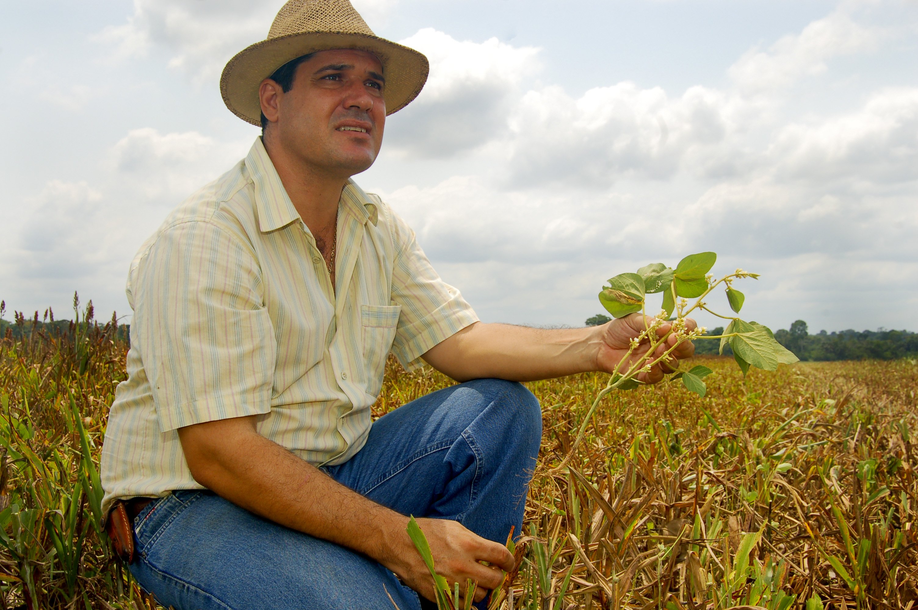 A man squats near the ground in an agricultural field and holds a plant in his hand.
