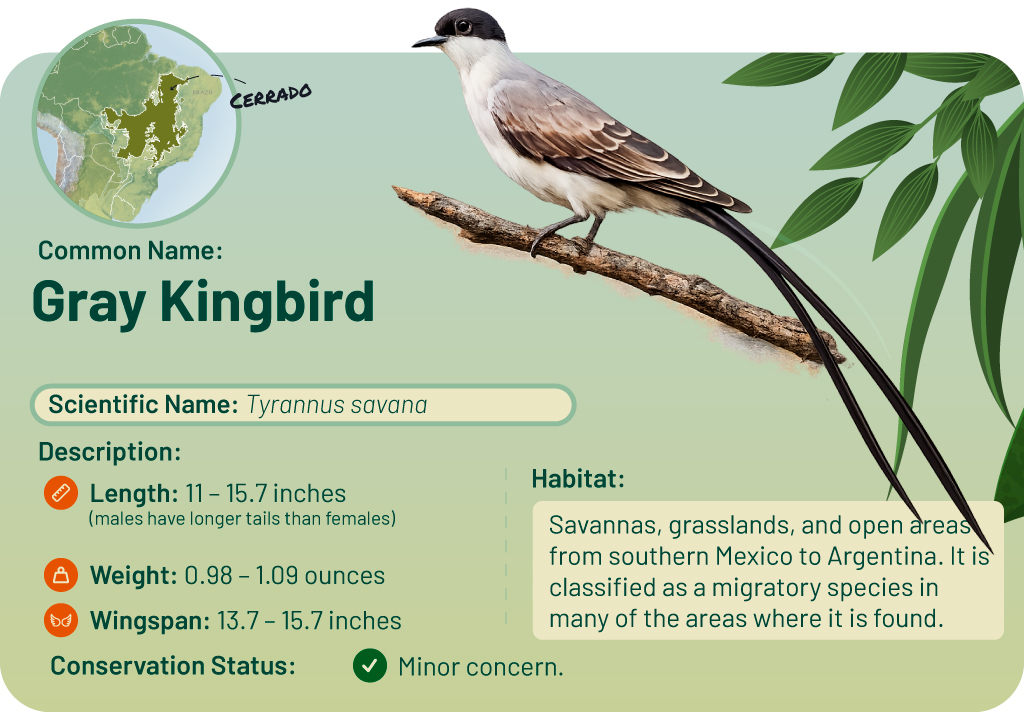 Illustration of the forked-tailed flycatcher (Tyrannus savana) on a branch. Includes map and details of the bird.