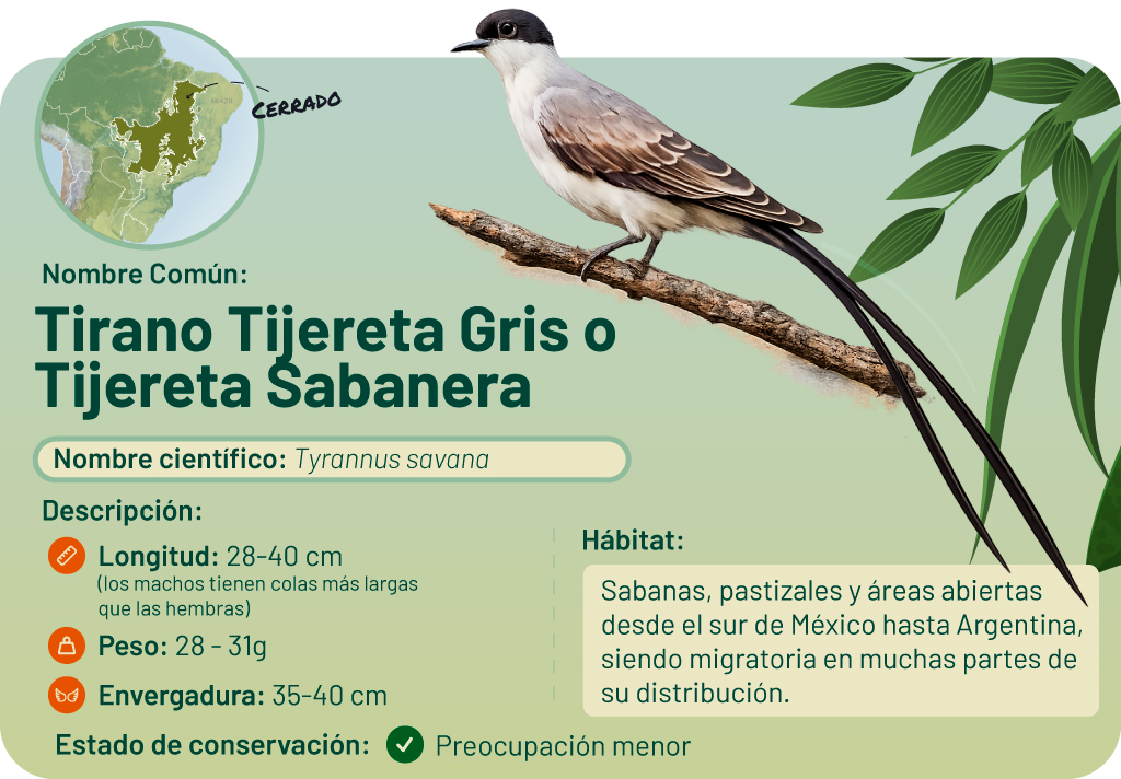 Ilustración del mosquero colihorquillado (Tyrannus savana) en una rama. Incluye mapa y detalles del ave.