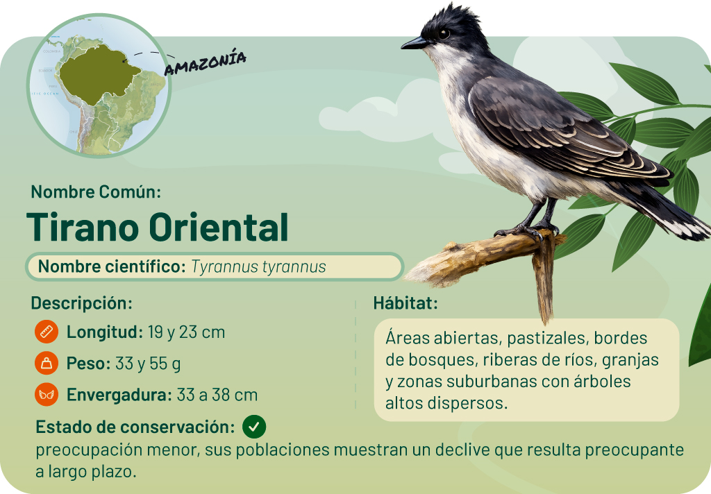 Ilustración de un tirano oriental posado en una rama, acompañada de un mapa de la Amazonia.