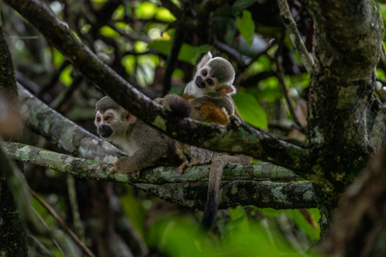 Titi monkey family. 