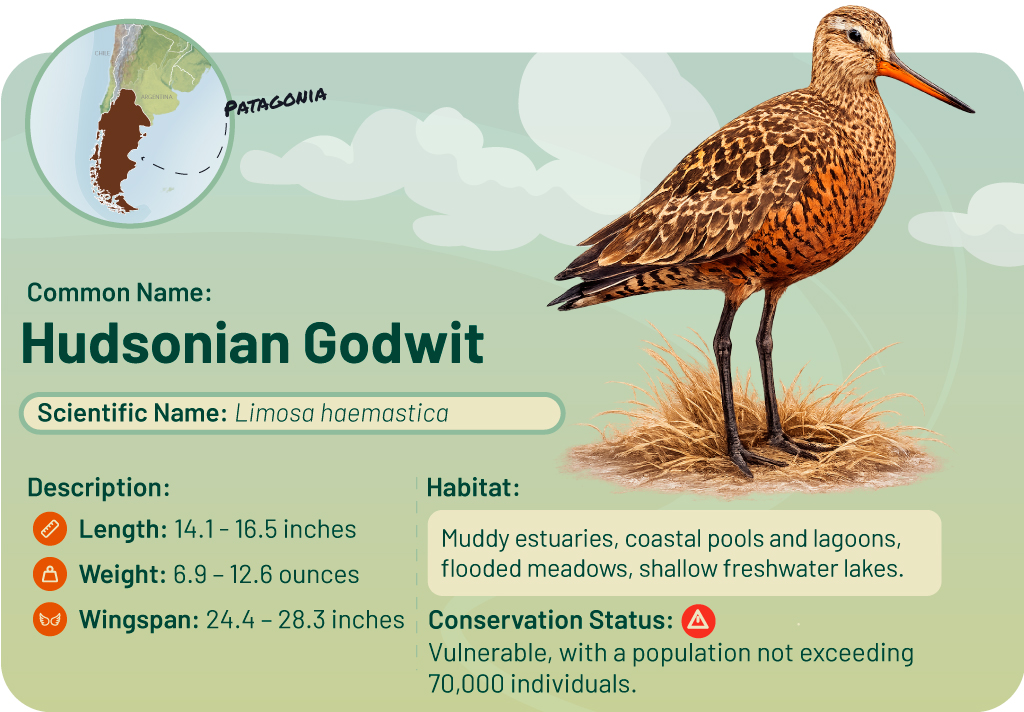 Informative graphic about the Curlew Whimbrel. Includes map and details of the bird.