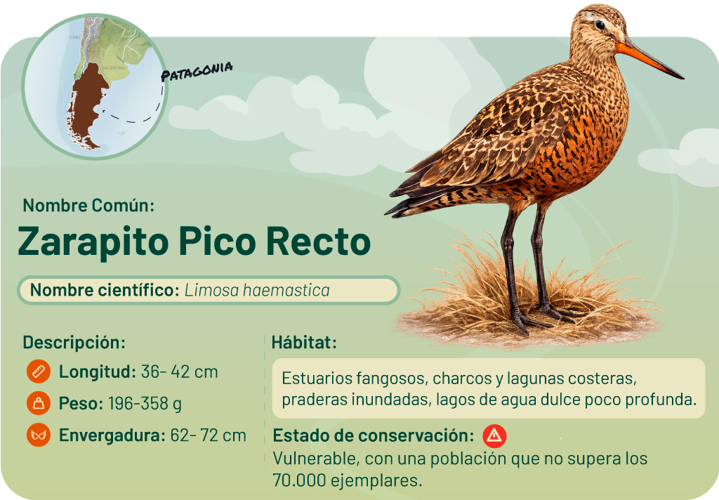 Gráfico informativo sobre el ave Zarapito Pico Recto. Incluye mapa y detalles del ave. 