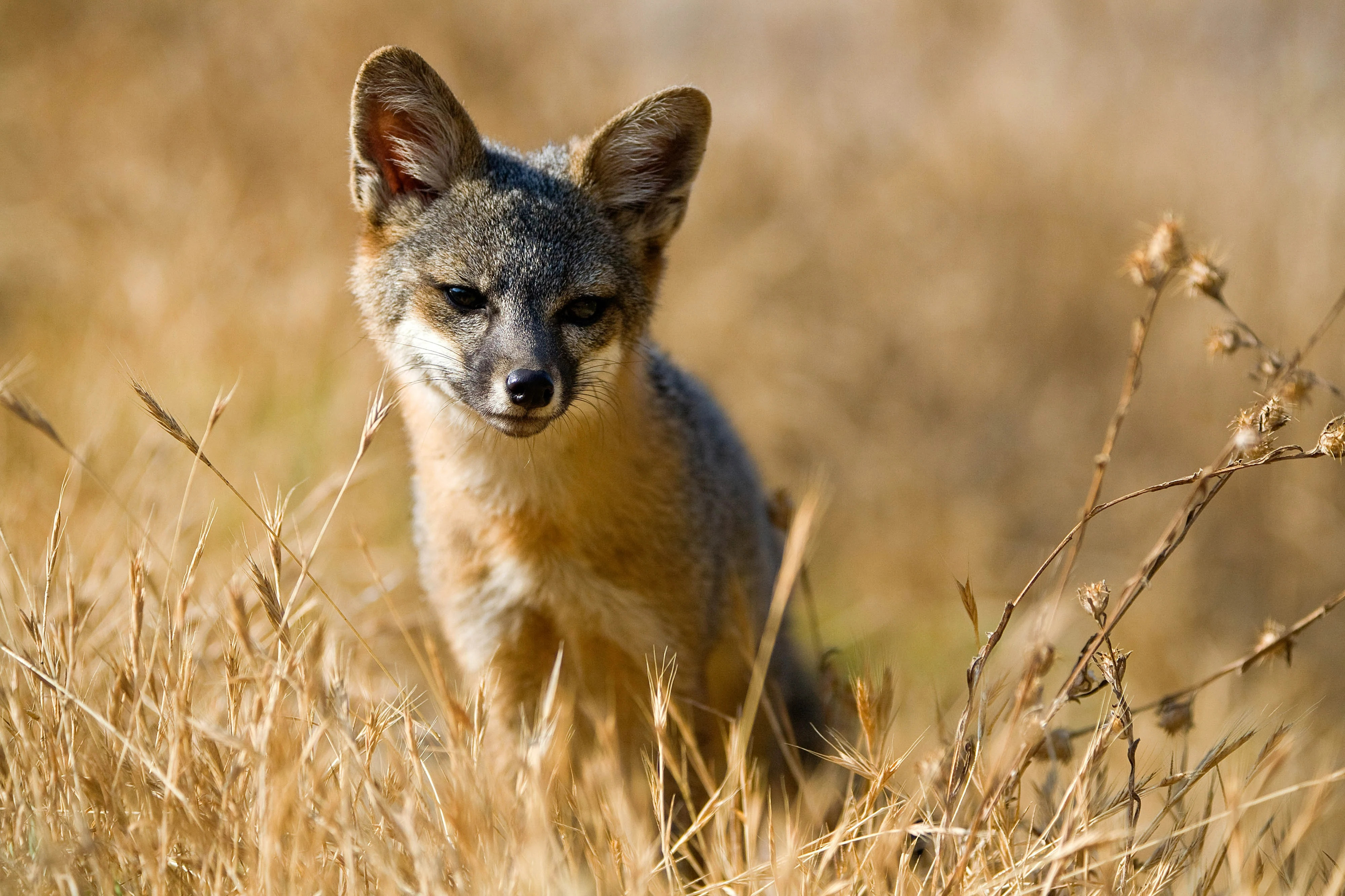 a brown and gray fox sitting in brown wheatgrass.