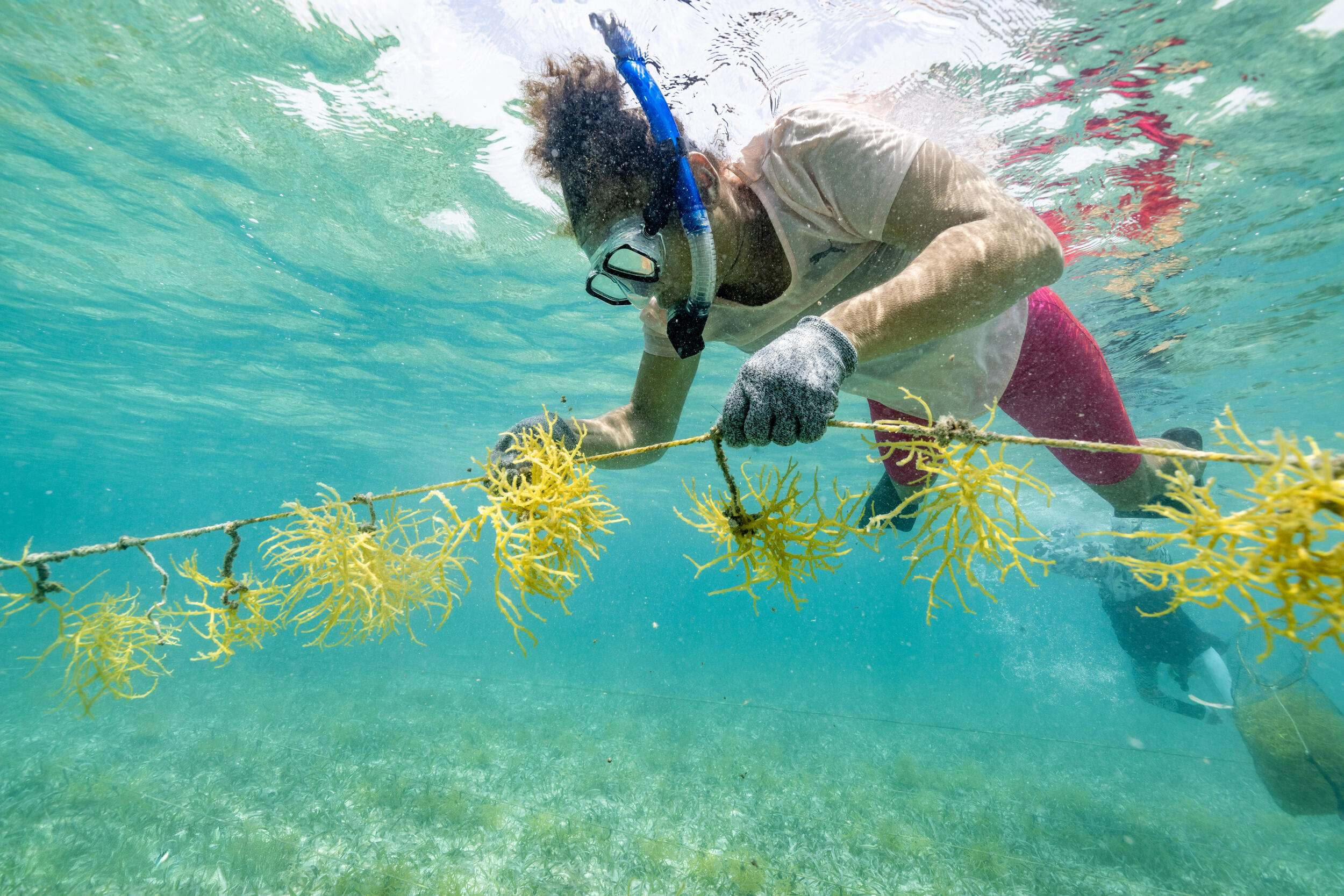 Sustainable Seaweed Farming