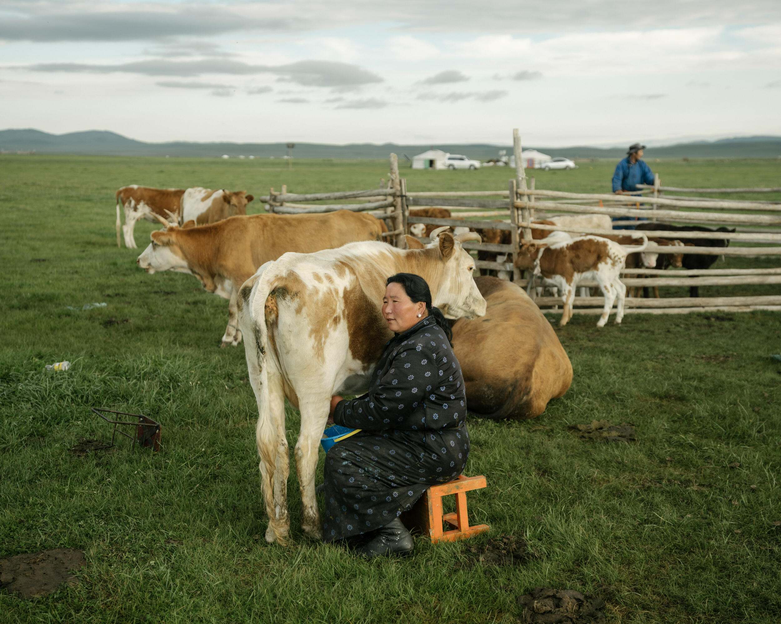 A herder milking a cow.