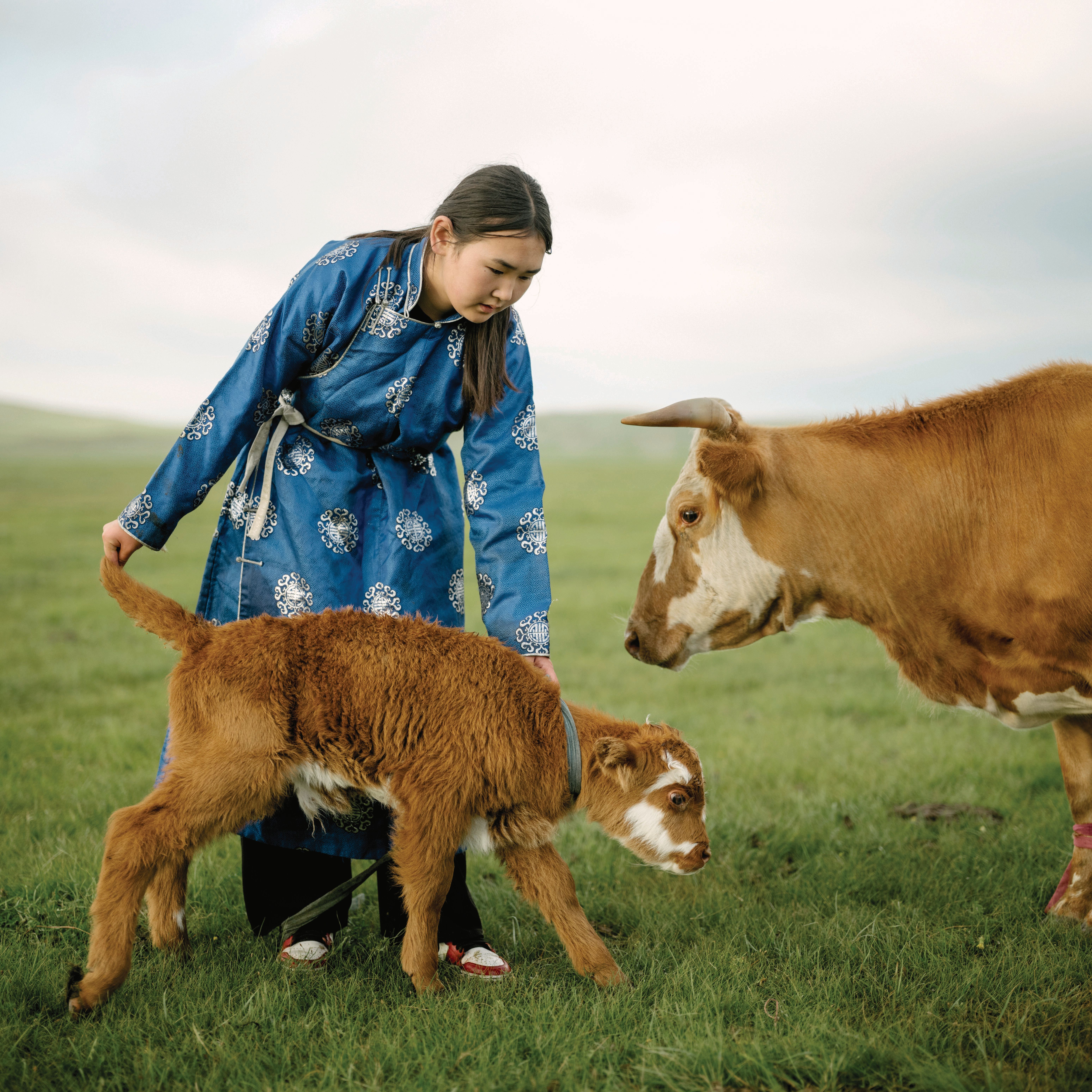 A woman in a teal robe tends to cattle in a grassland.