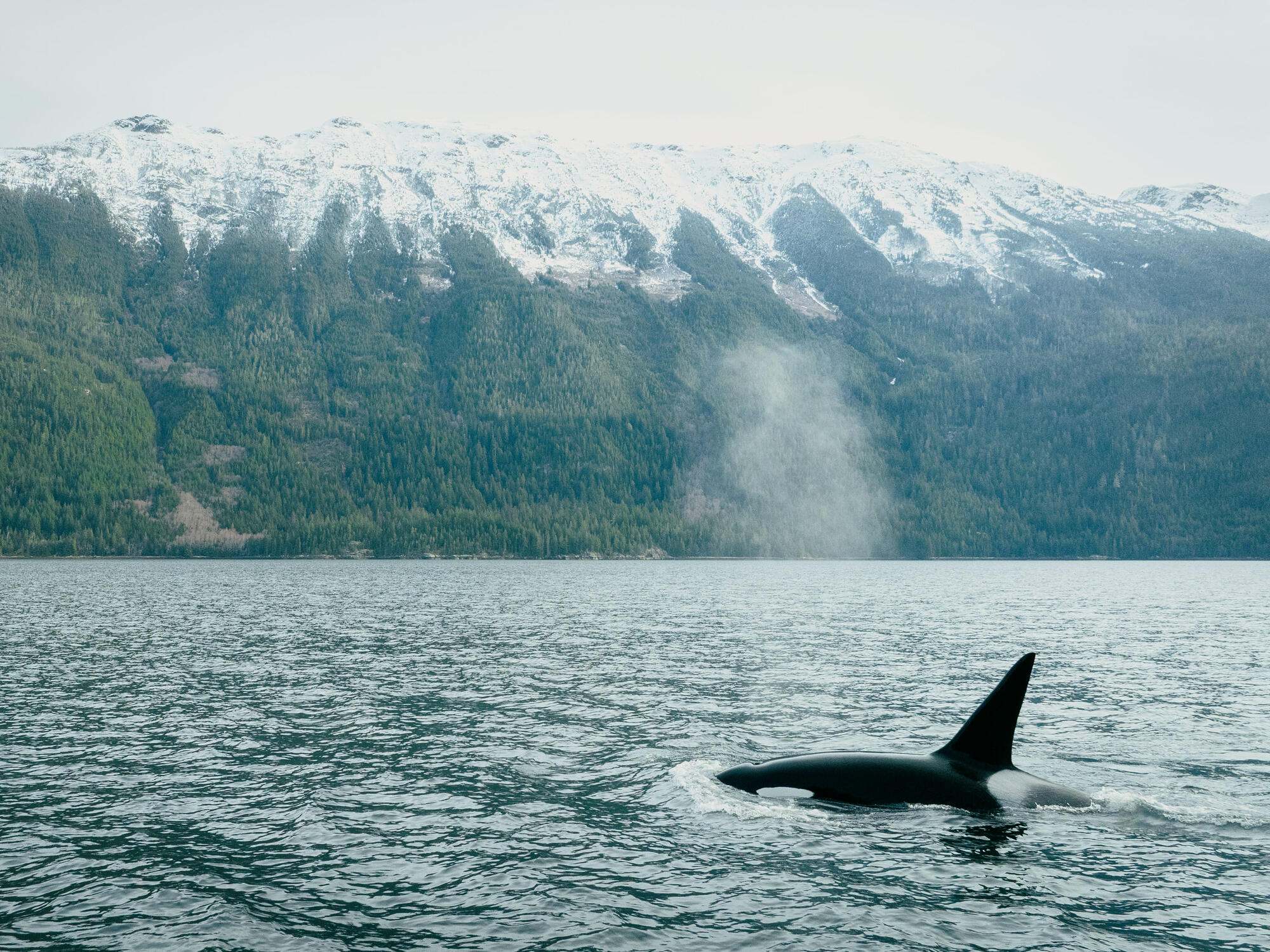 An orca breaches the surface of the sea, exhaling mist into the air. A snow-covered and forested mountain sits on the horizon behind the orca.