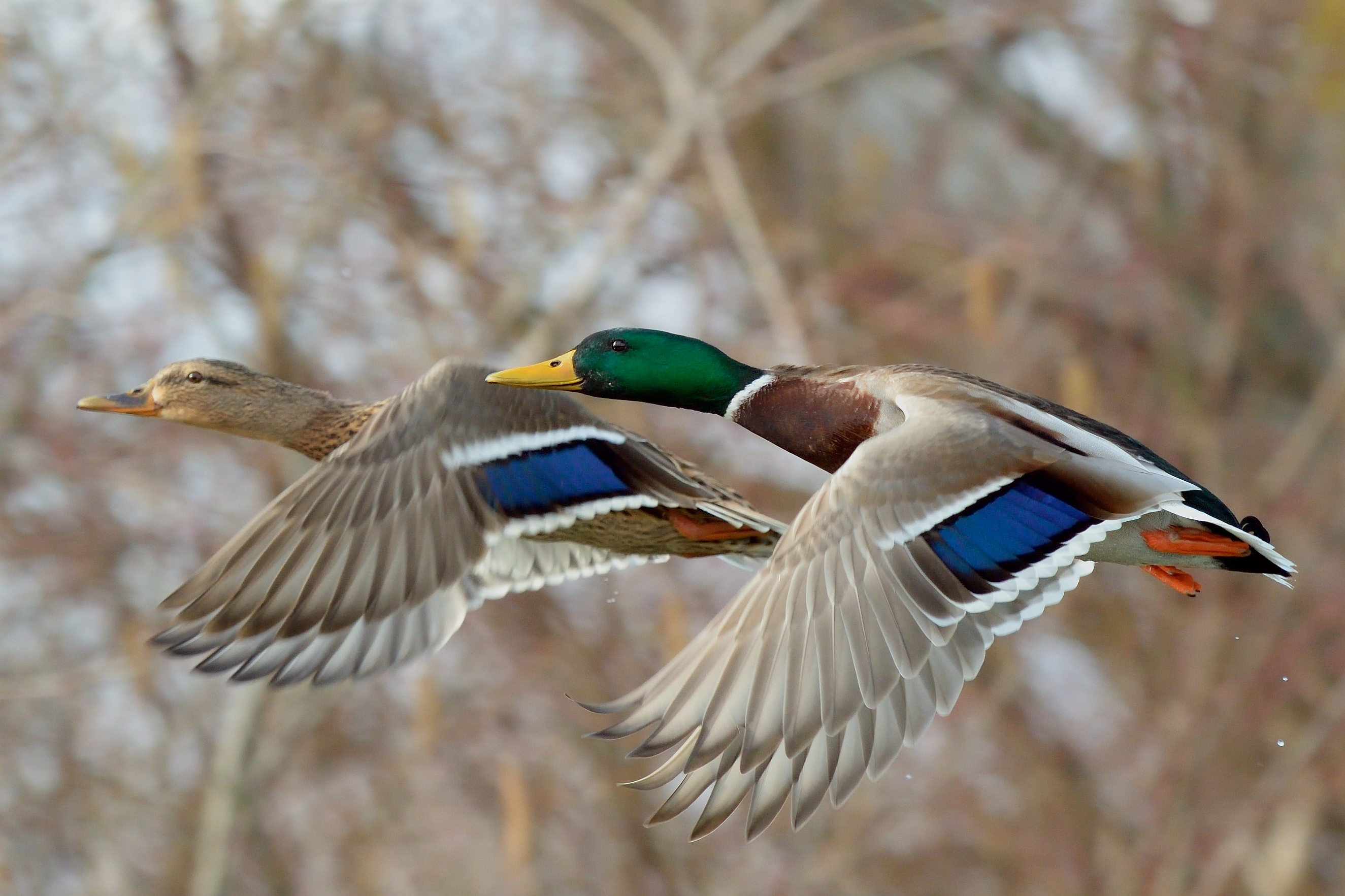 A male and female mallard duck in flight. 