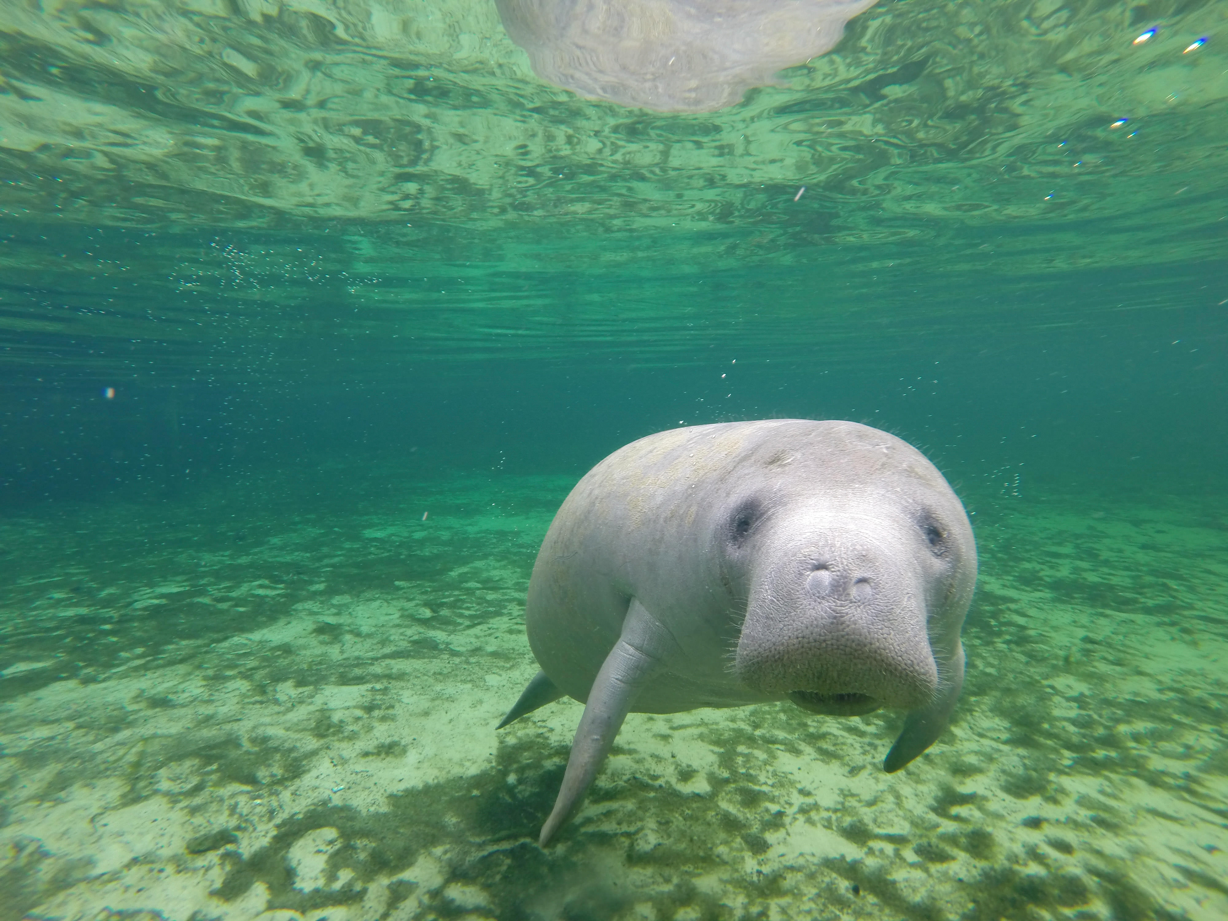 Manatee swimming in Fanning Springs, Florida.