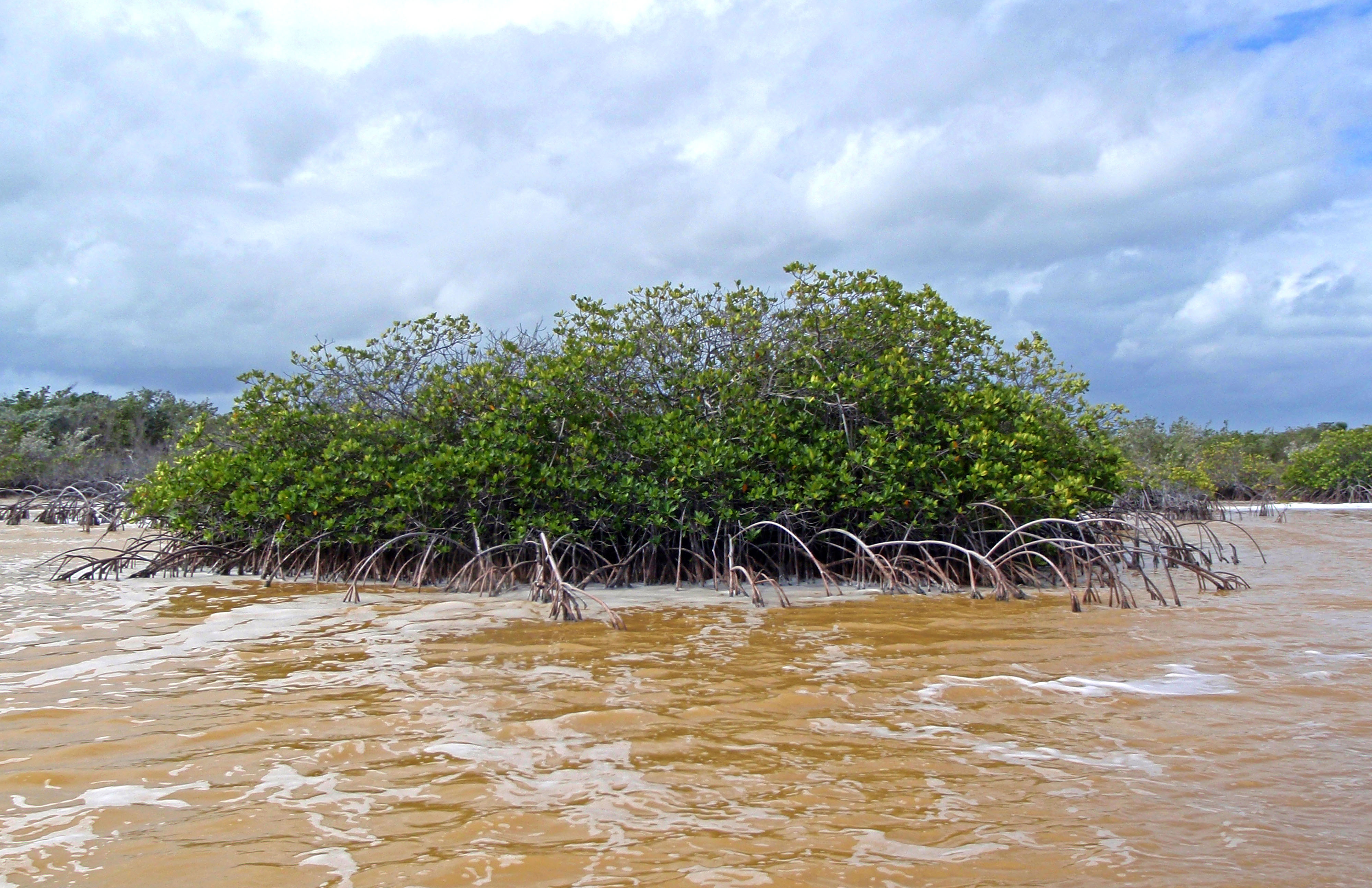 A large stand of mangroves near muddy water's edge.