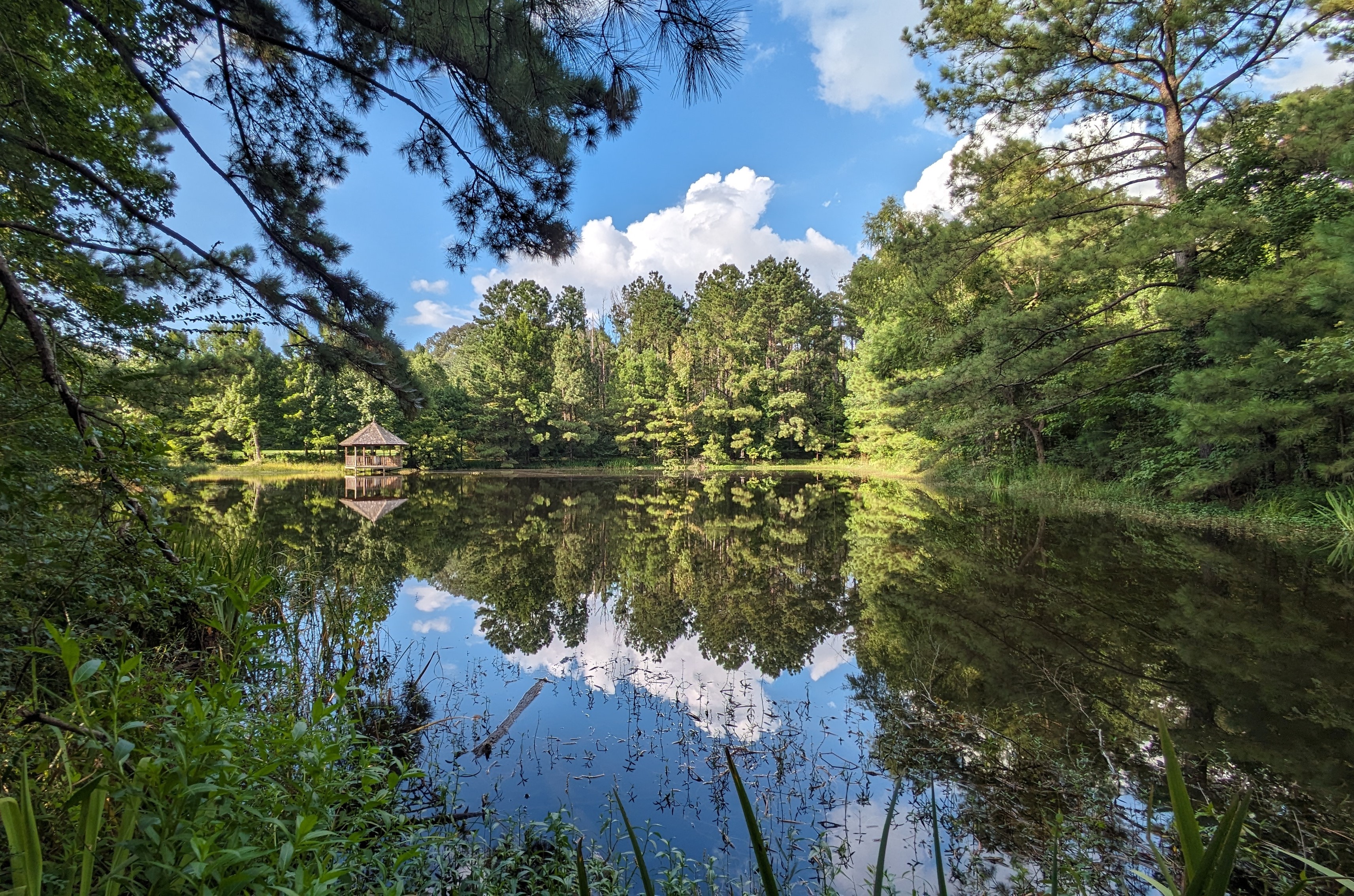 A pond reflects the surrounding forest. 