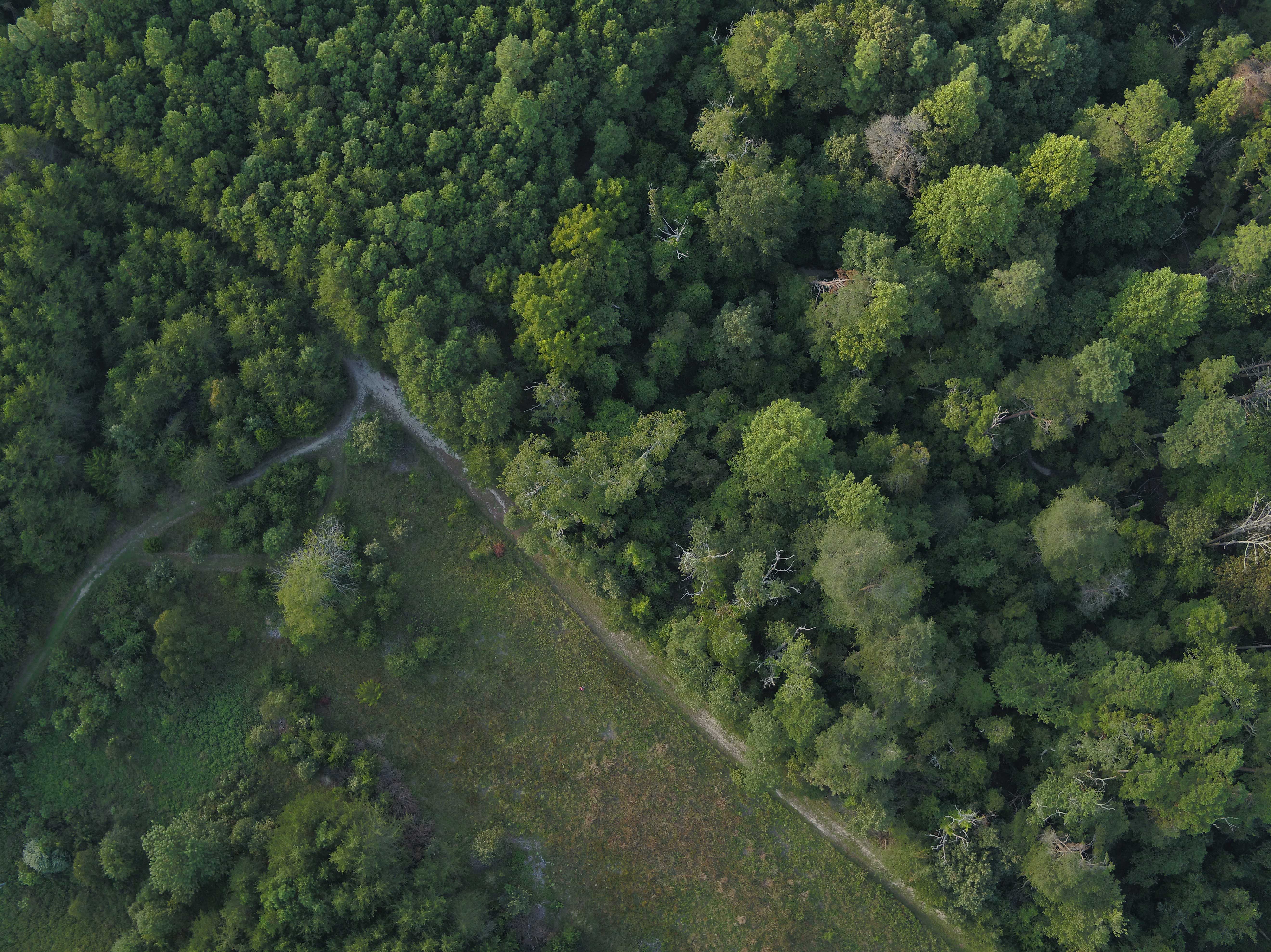 An aerial view of the Maurice River Bluffs forests.