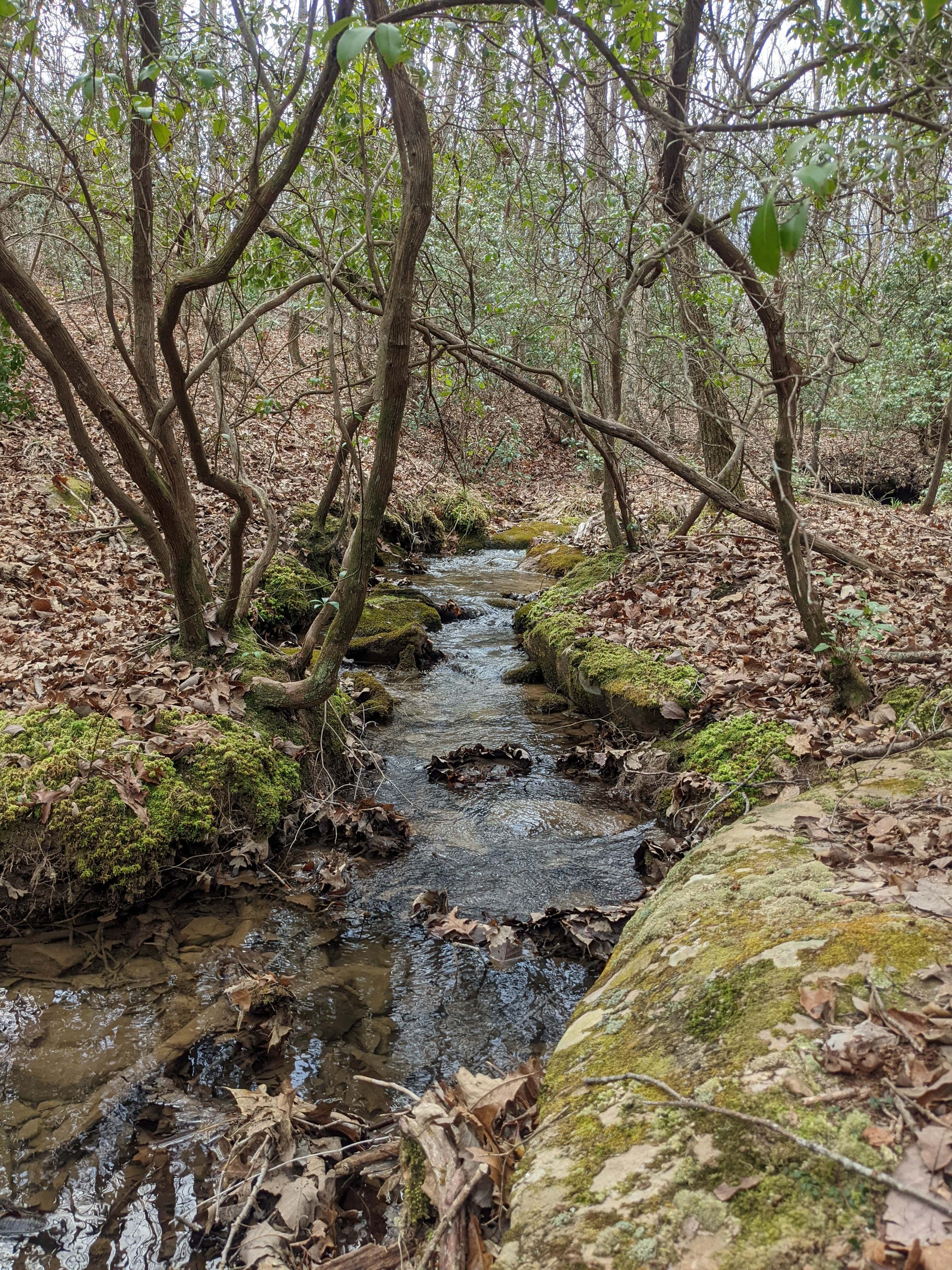 A stream flows through a lush forest.