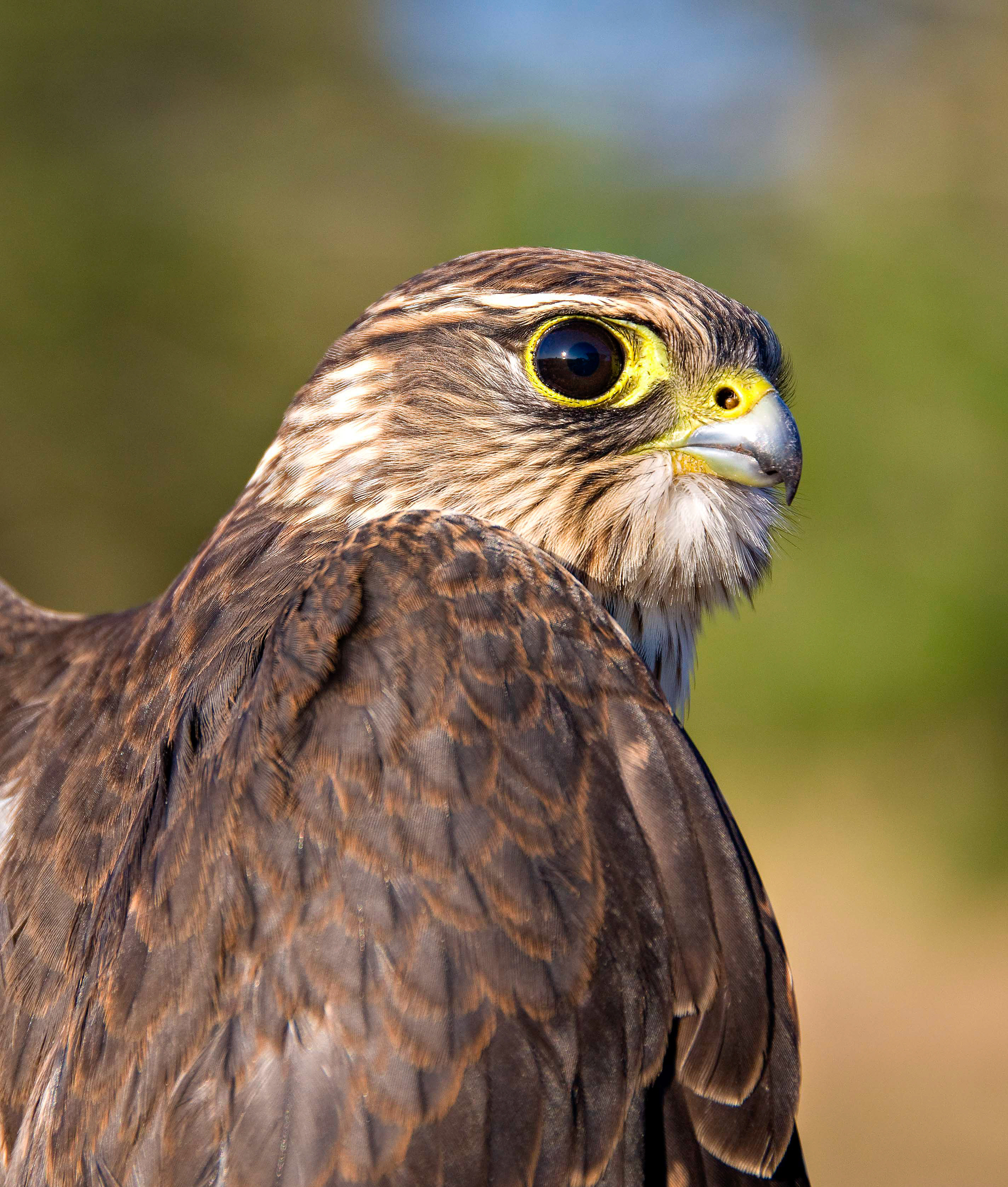 A small hawk with copper tipped brown wings.