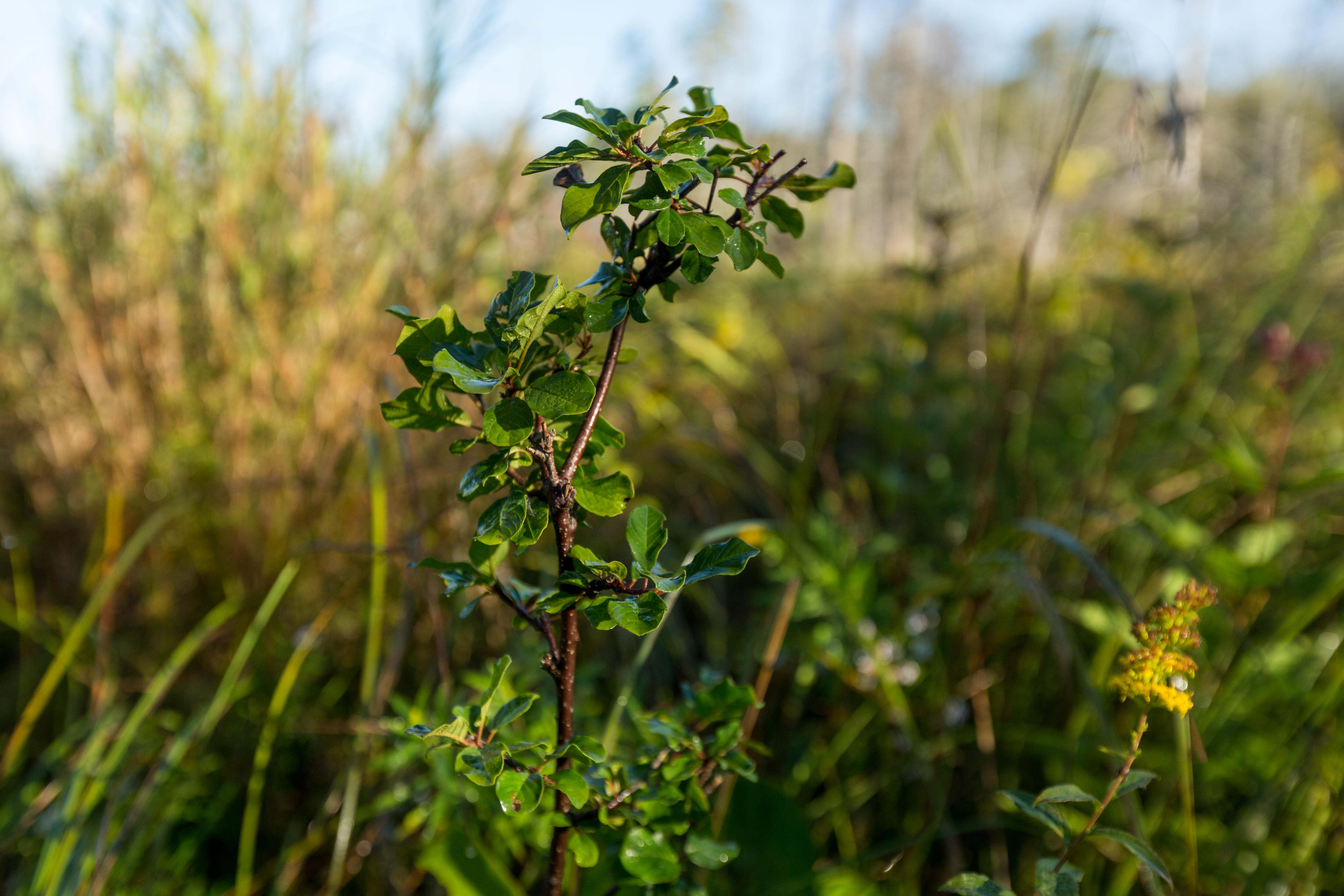 A branch of glossy buckthorn towers over other plants.