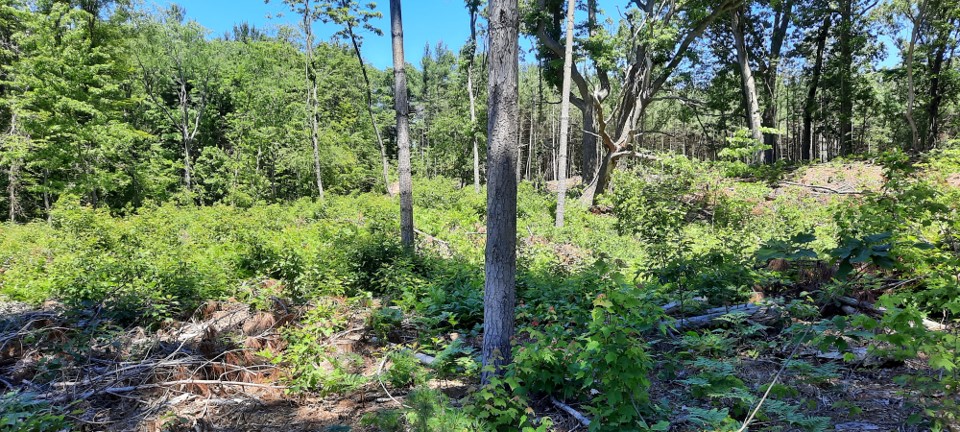 Trees grow back in a clearing at Ross Coastal Plain Marsh Preserve in Michigan. 