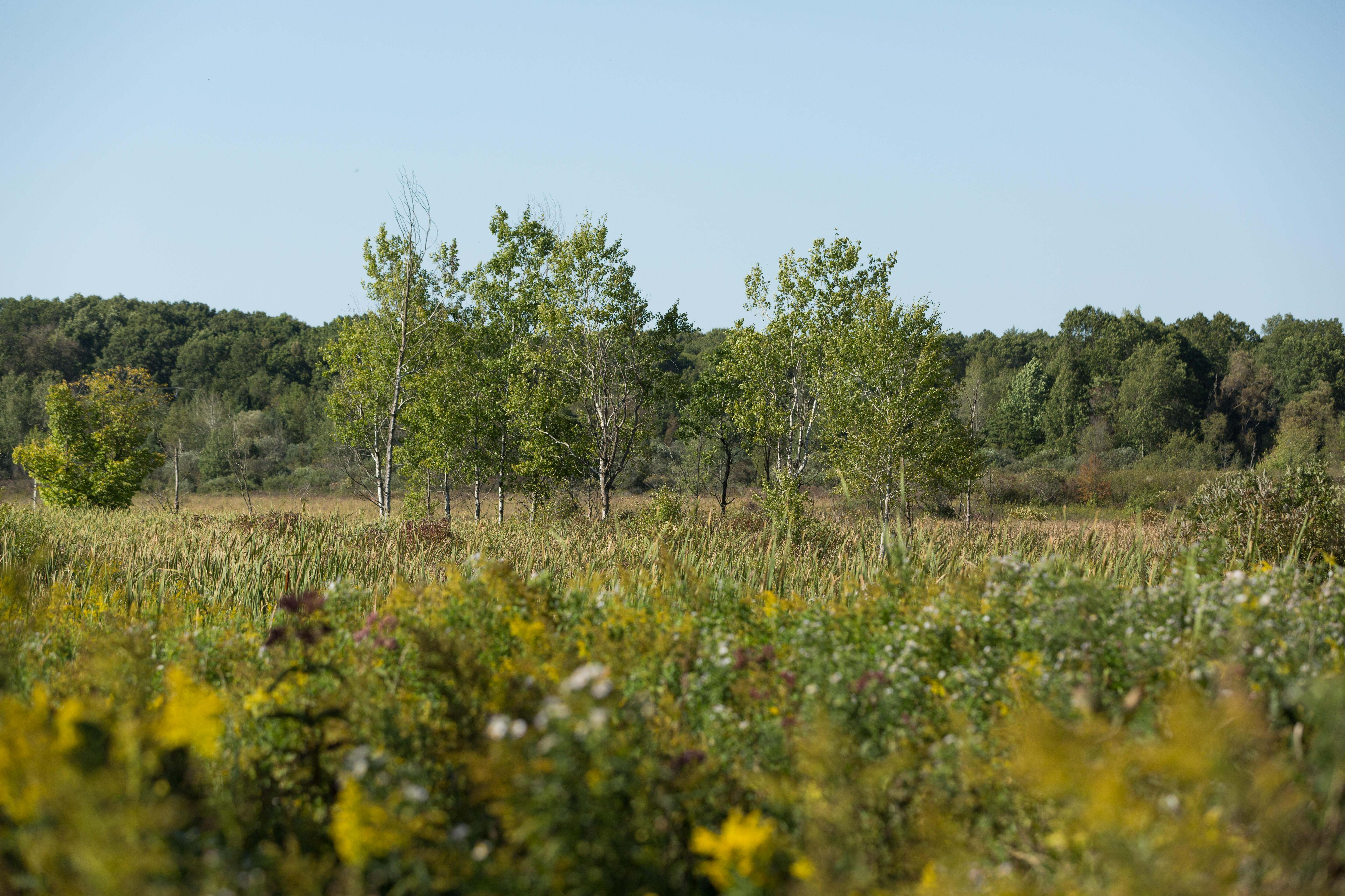 On a clear day, the sun shines on a variety of plants.