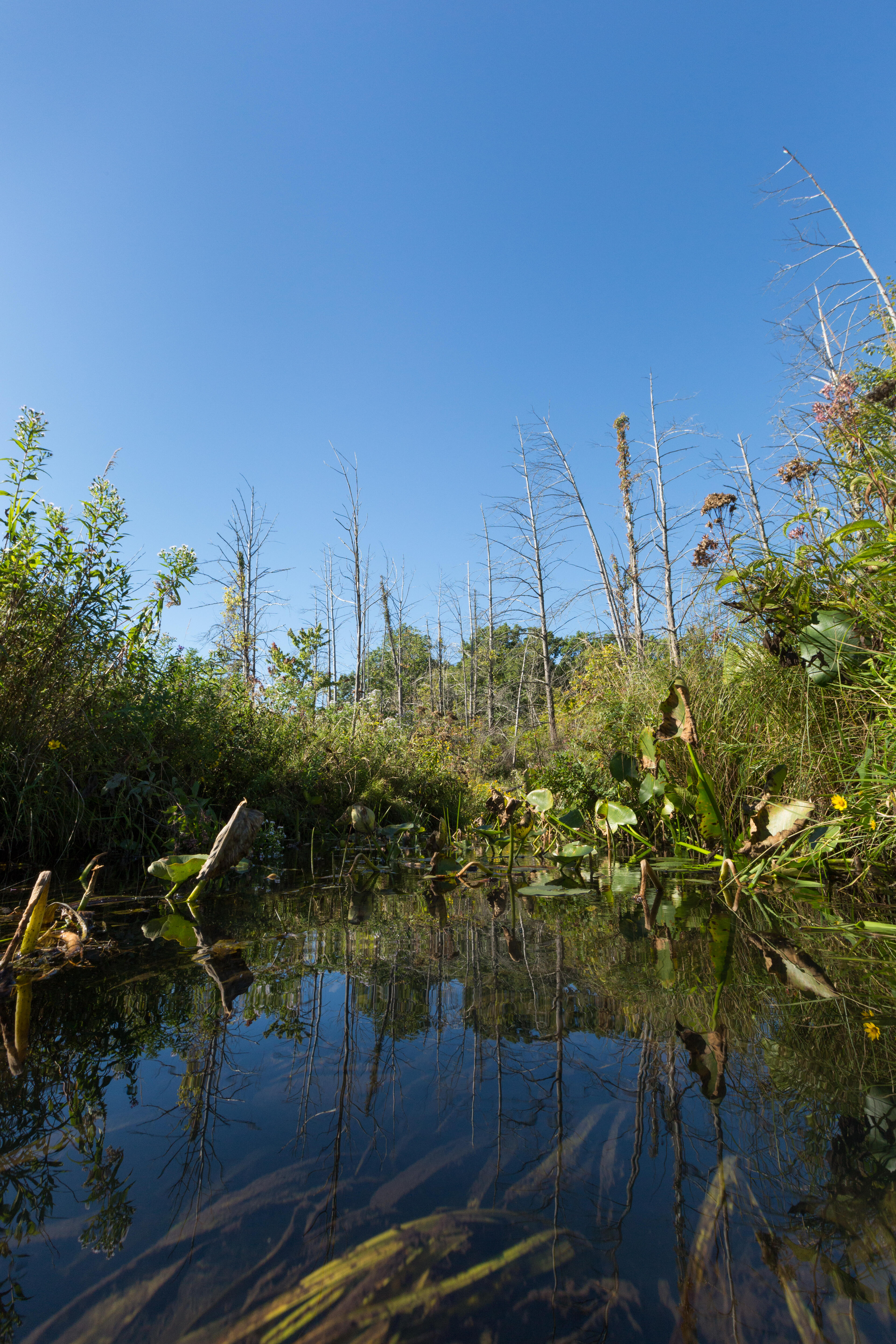 Ives Road Fen Preserve  The Nature Conservancy in Michigan