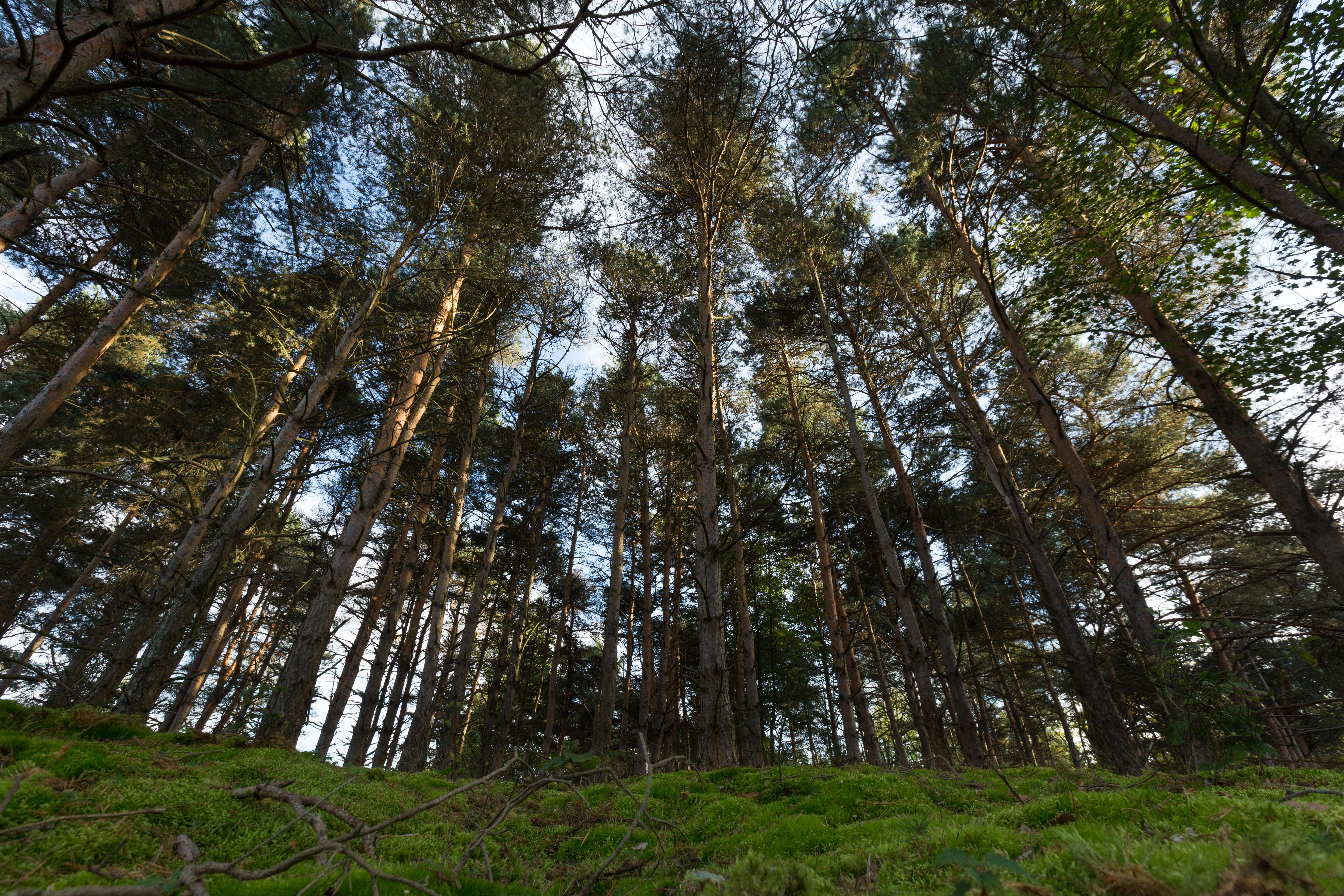 Tall trees at Ross Coastal Plain Marsh Preserve.