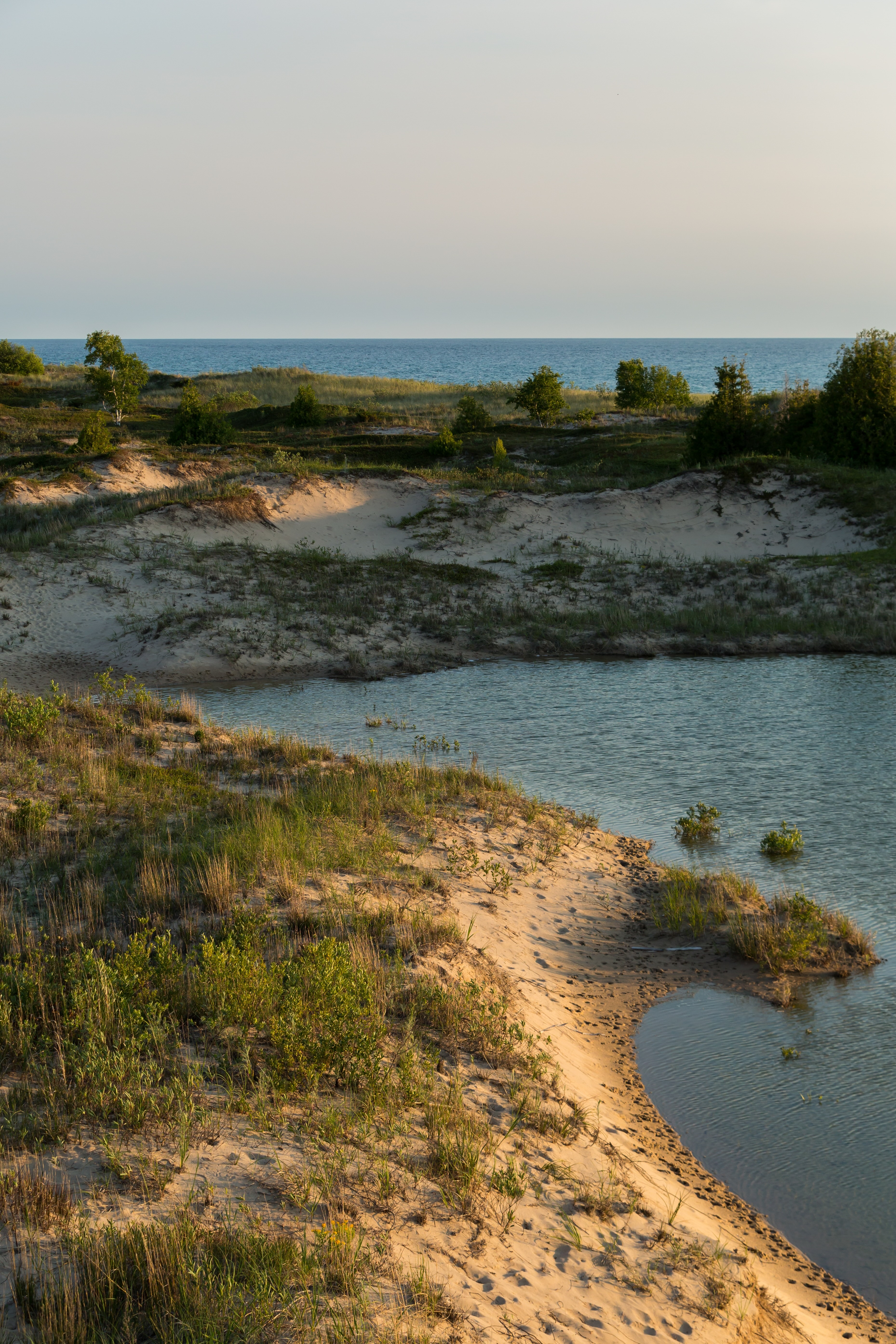 The shoreline at Zetterberg Preserve, with sandy dunes full of grasses and plants rising above the water.