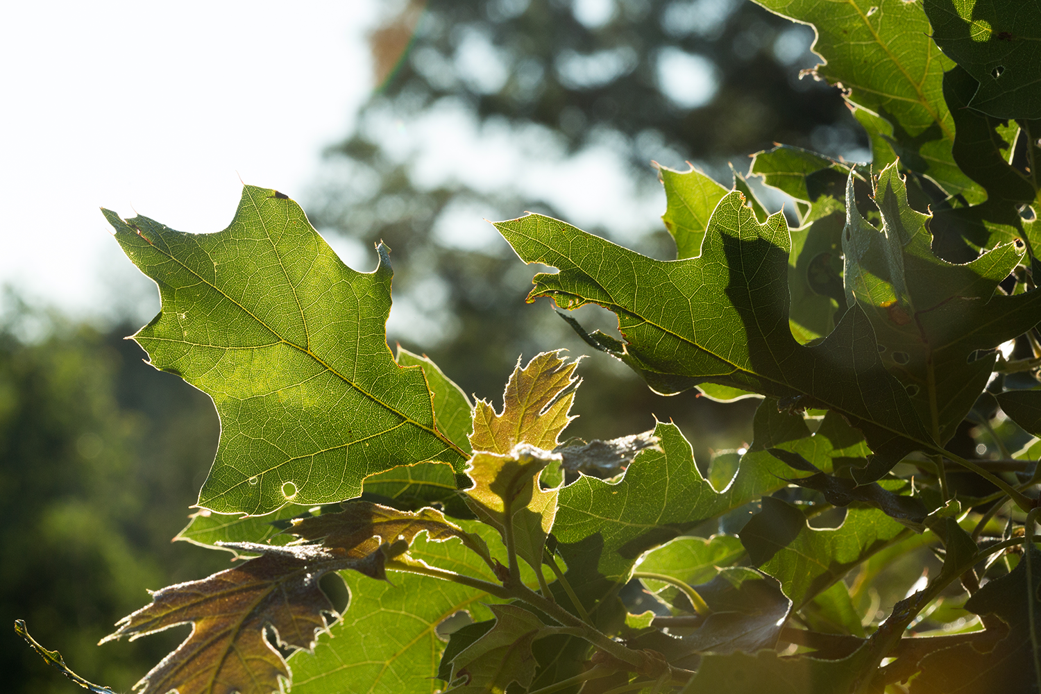 The sun shines through a red oak leaf.