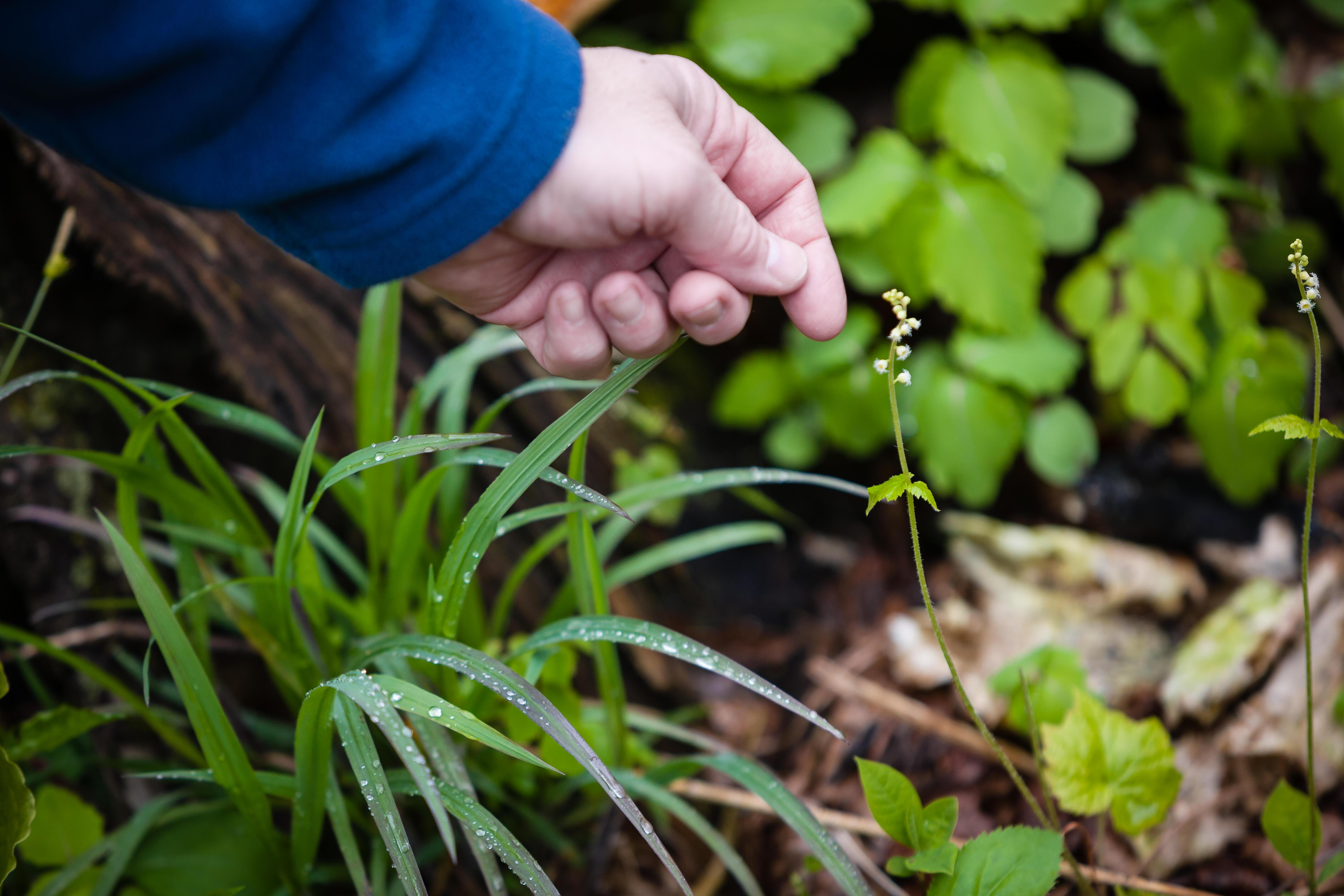A hand reaches down for a small white wildflower.