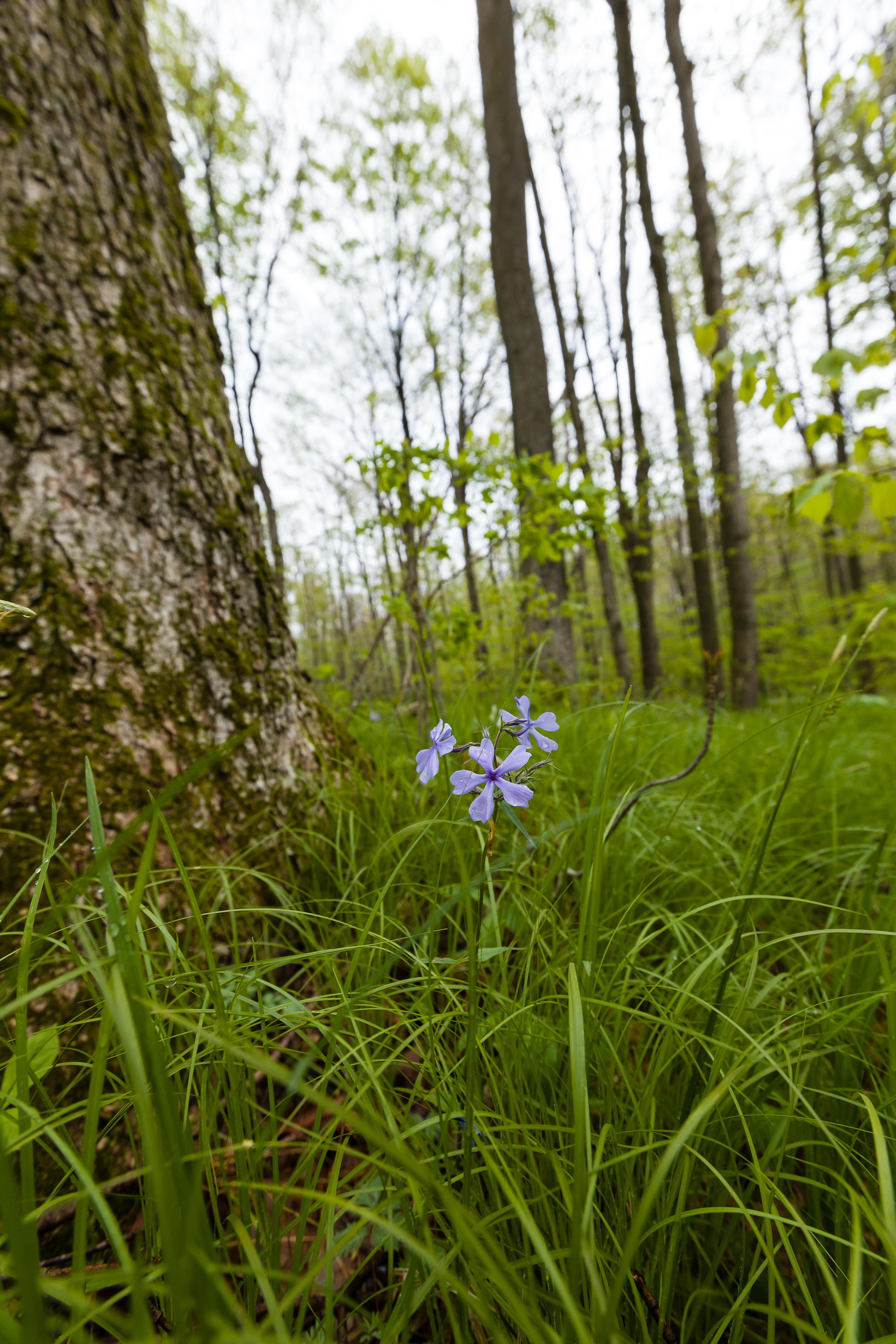 Blue Phlox wildflower blooming in the forest at Sharon Hollow.