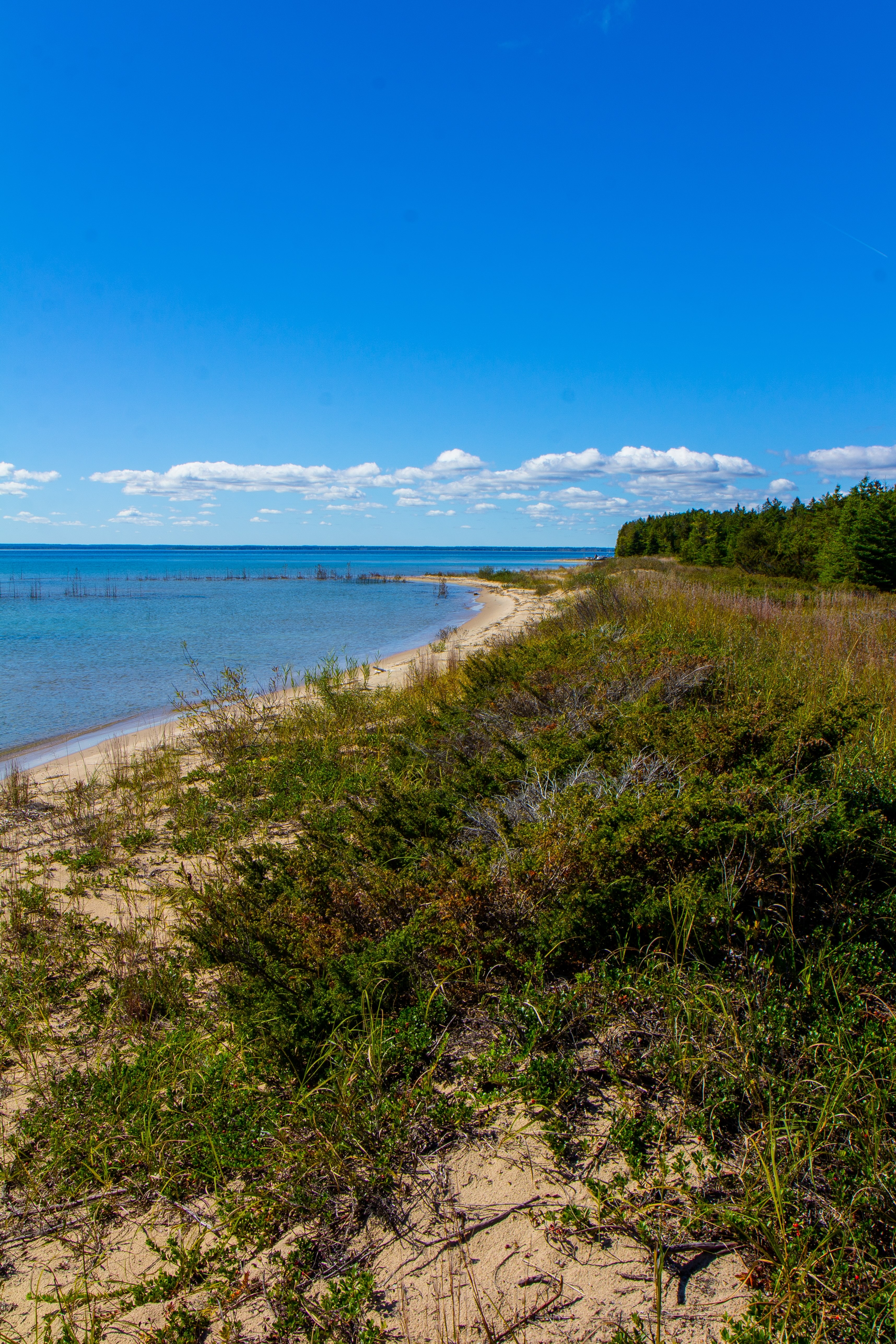 A view of the North Point Peninsula shoreline, with brush and grasses growing thick in the shane along the water.