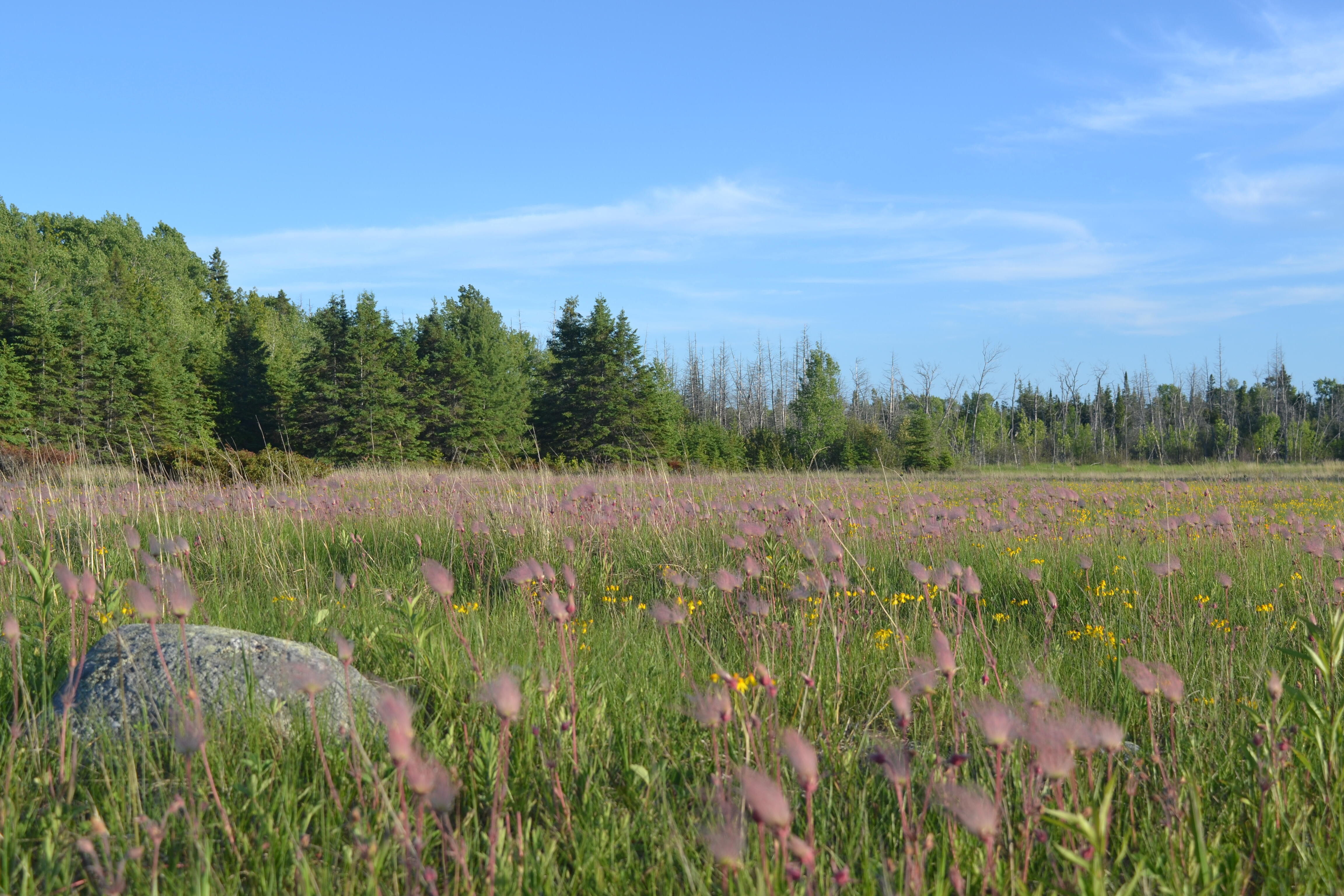 A grassland blooms with an abundance of pink, wispy prairie smoke plants.