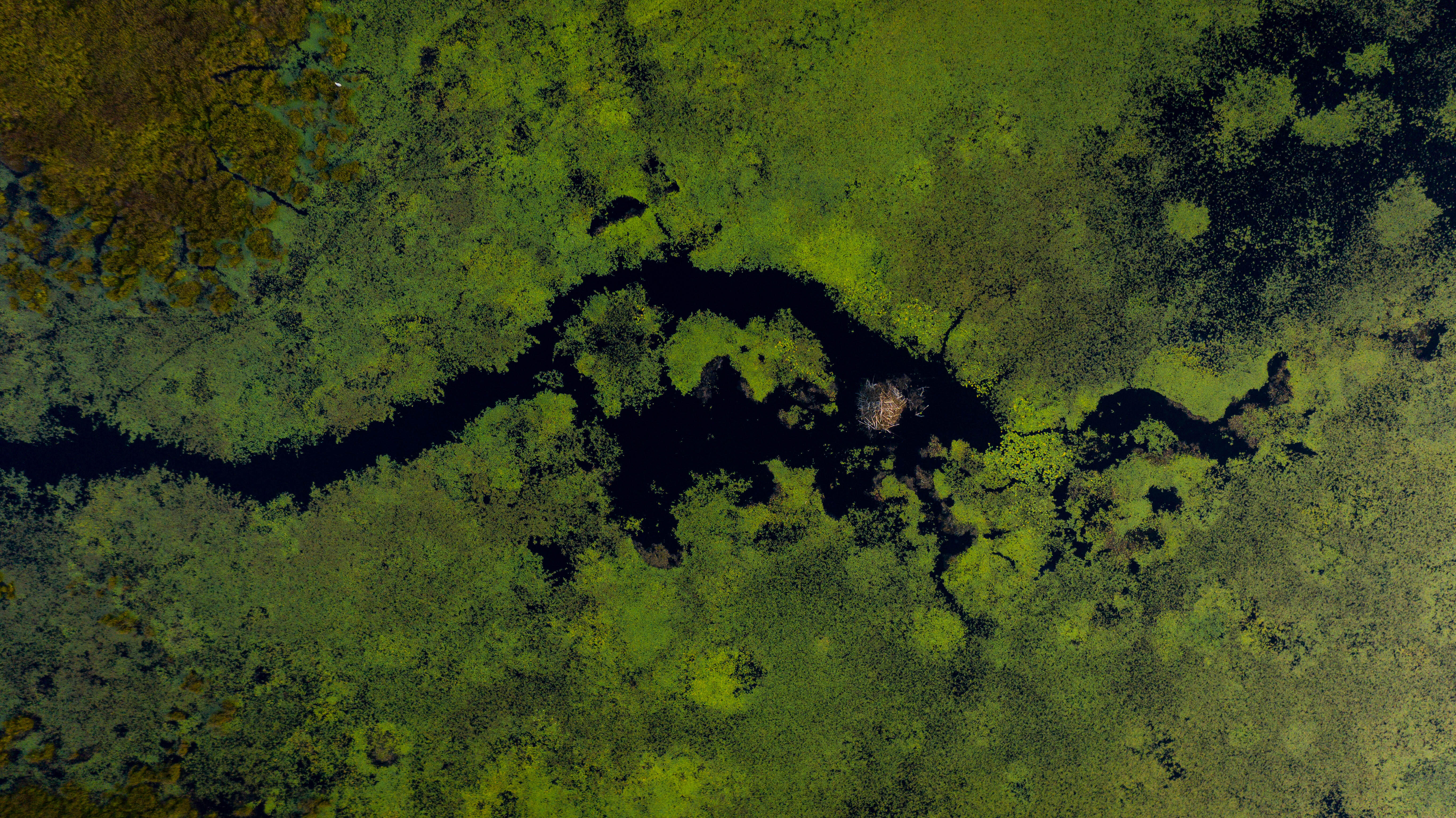 A beaver lodge in the center of McMahon Lake. 